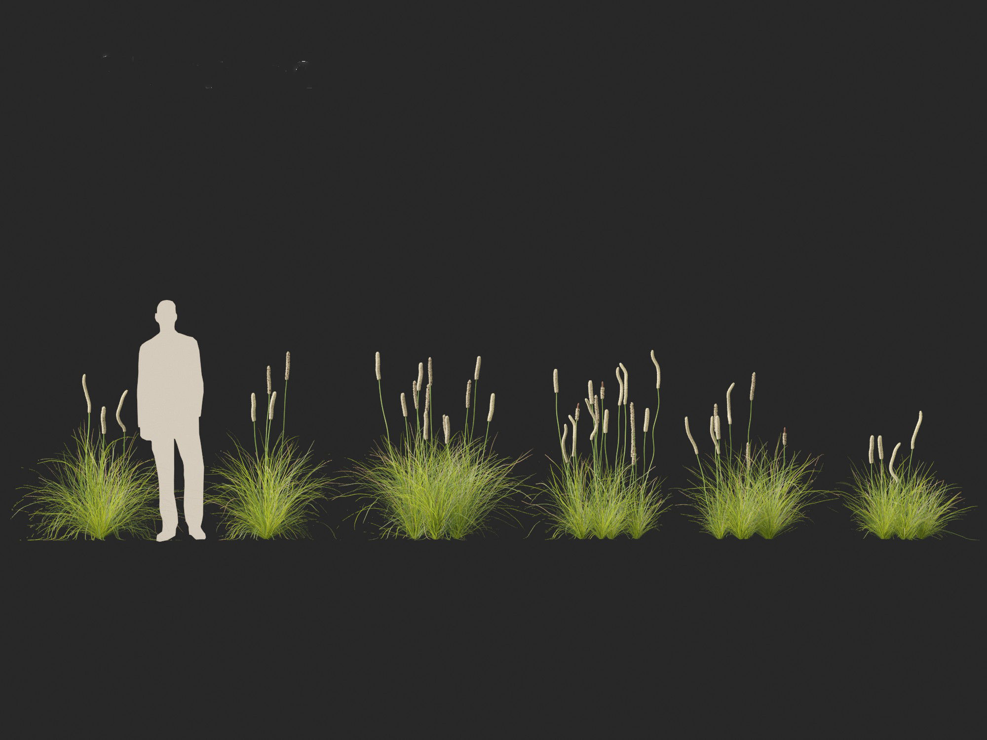 Xanthorrhoea minor - Grasstree 3D model_4