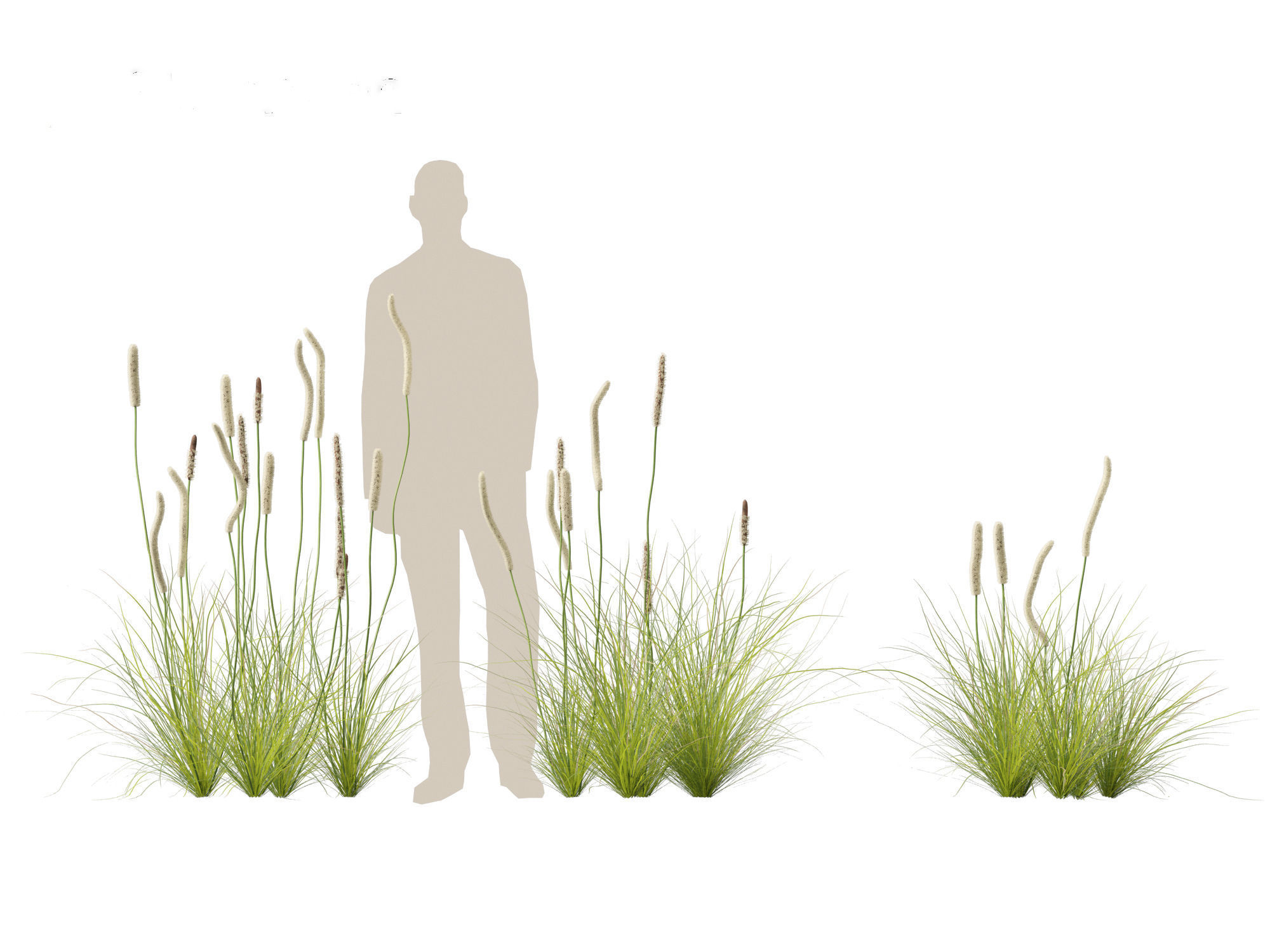 Xanthorrhoea minor - Grasstree 3D model_7