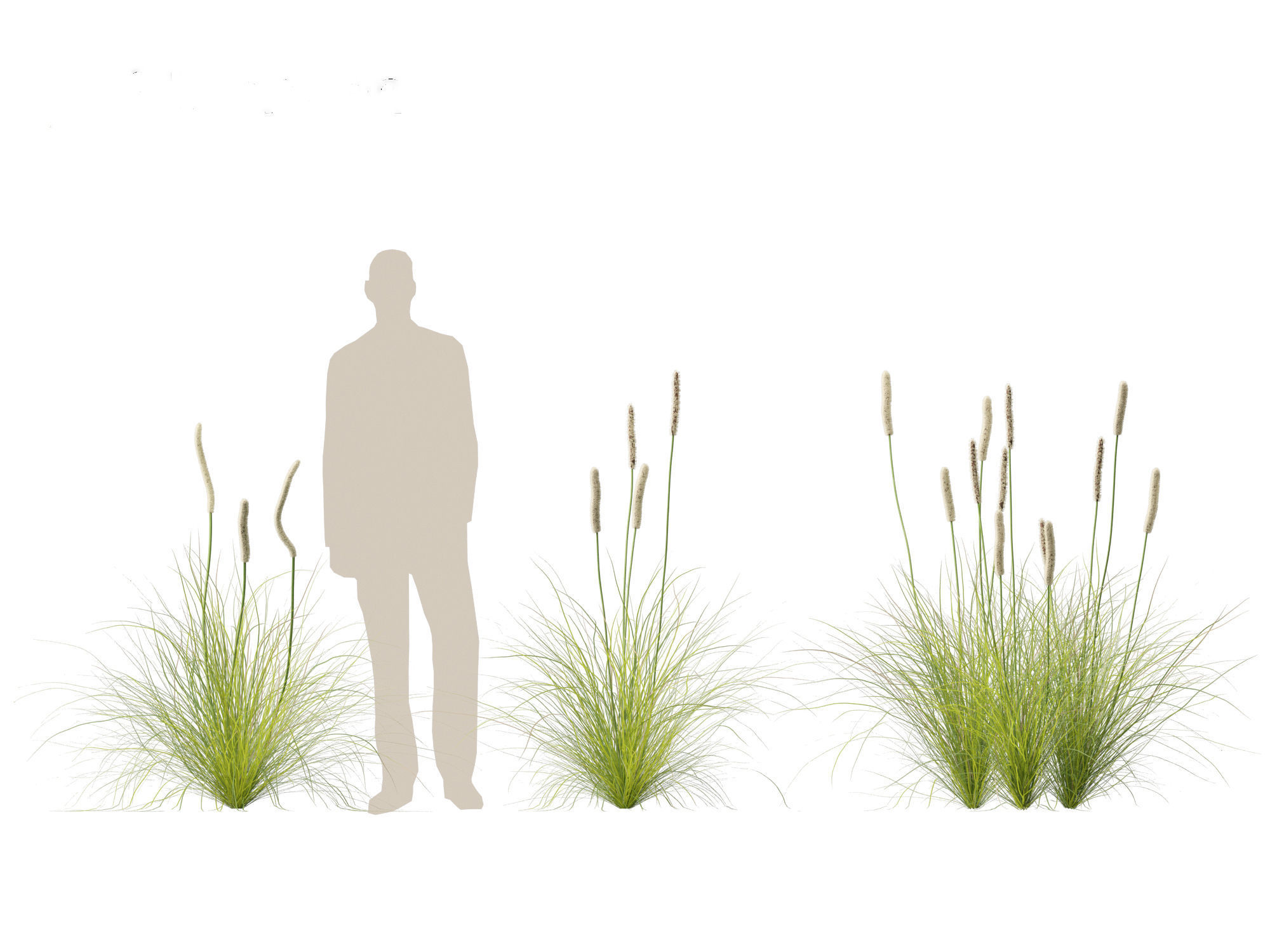 Xanthorrhoea minor - Grasstree 3D model_5