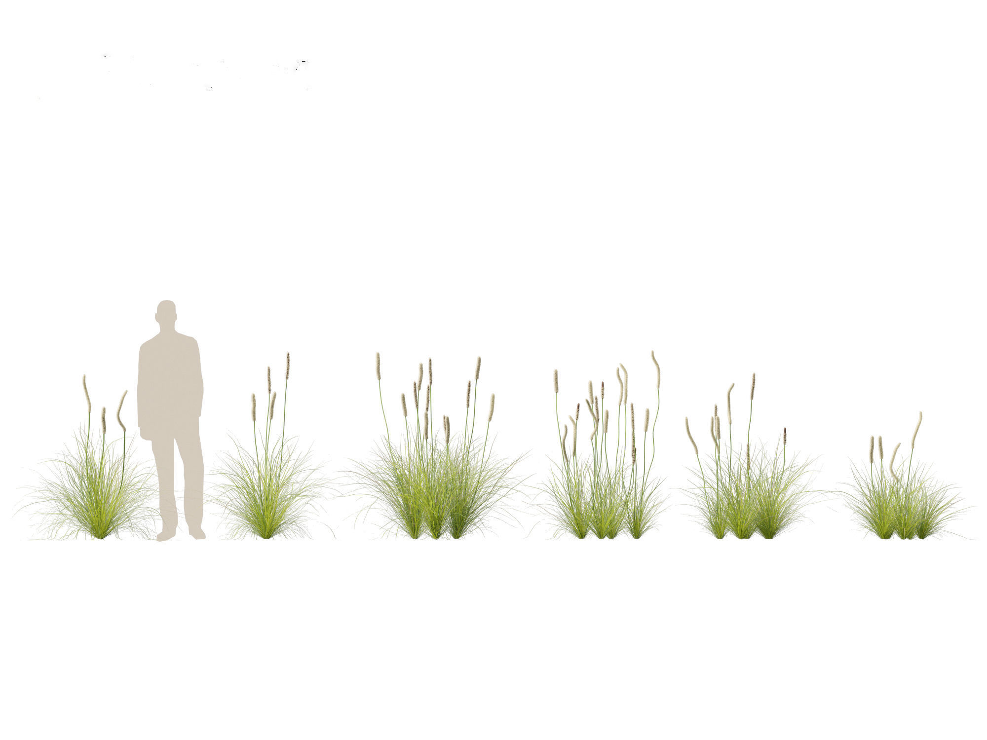 Xanthorrhoea minor - Grasstree 3D model_2