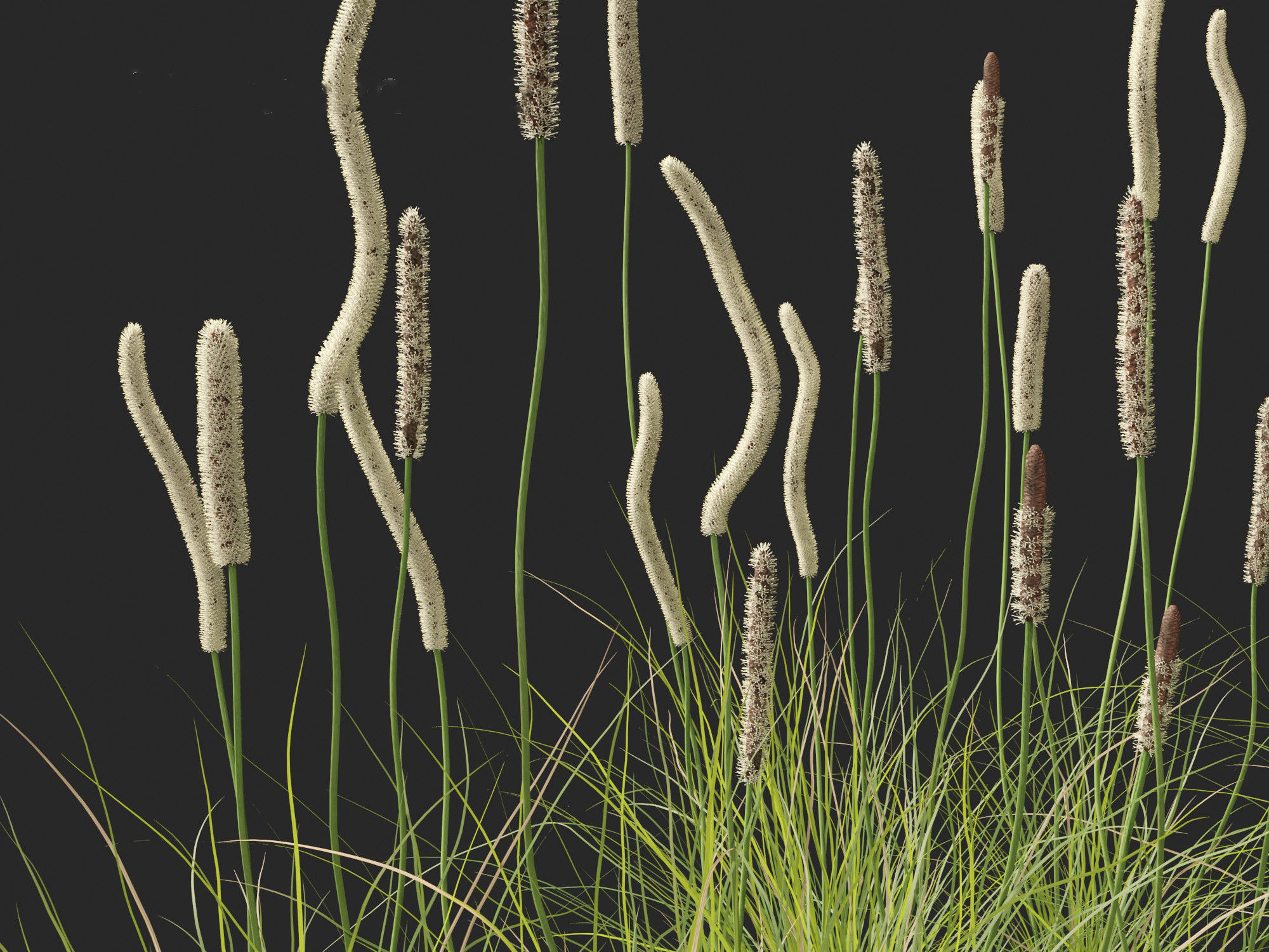Xanthorrhoea minor - Grasstree 3D model_3