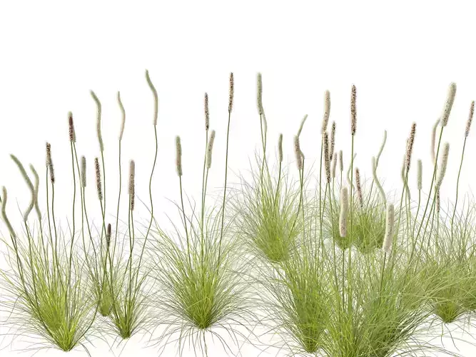 Xanthorrhoea minor - Grasstree