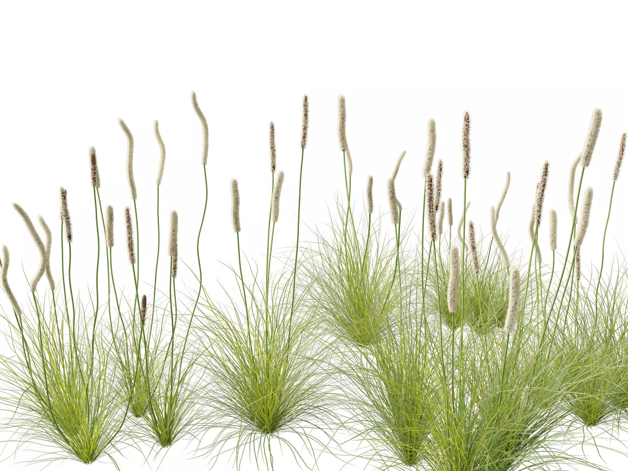 Xanthorrhoea minor - Grasstree 3D model_0