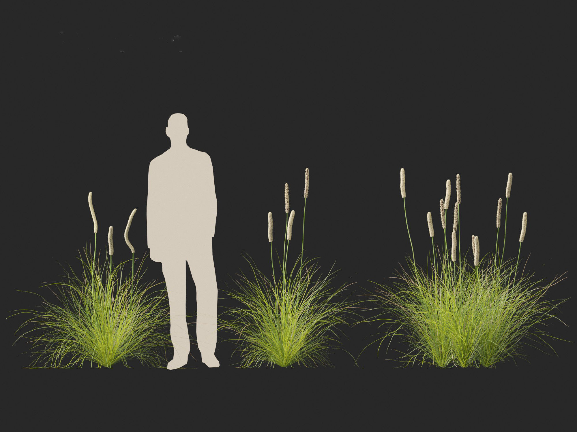 Xanthorrhoea minor - Grasstree 3D model_6