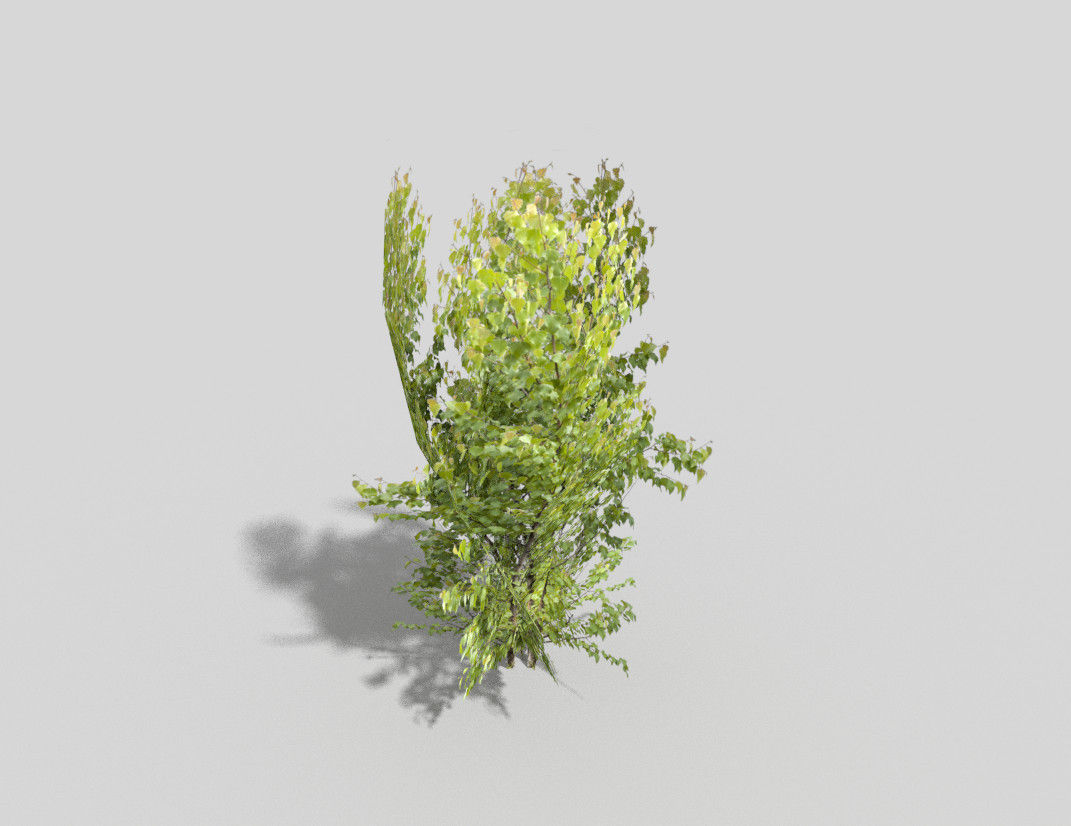 low poly tree bush Low-poly 3D model_2
