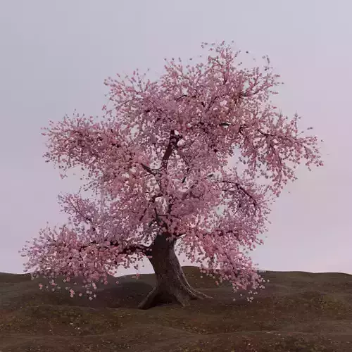 Free old blossoming tree Free 3D model