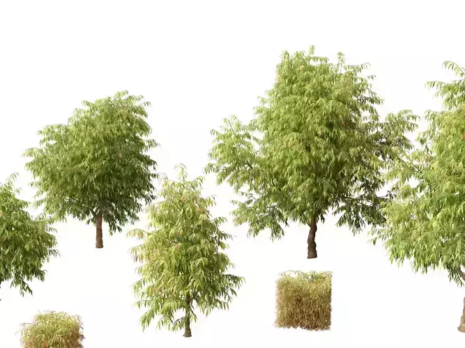 Waterhousea floribunda - Weeping Lilly Pilly