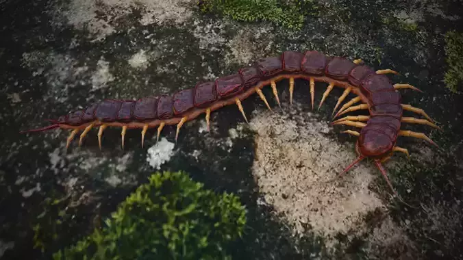 Centipede Low-poly 3D model