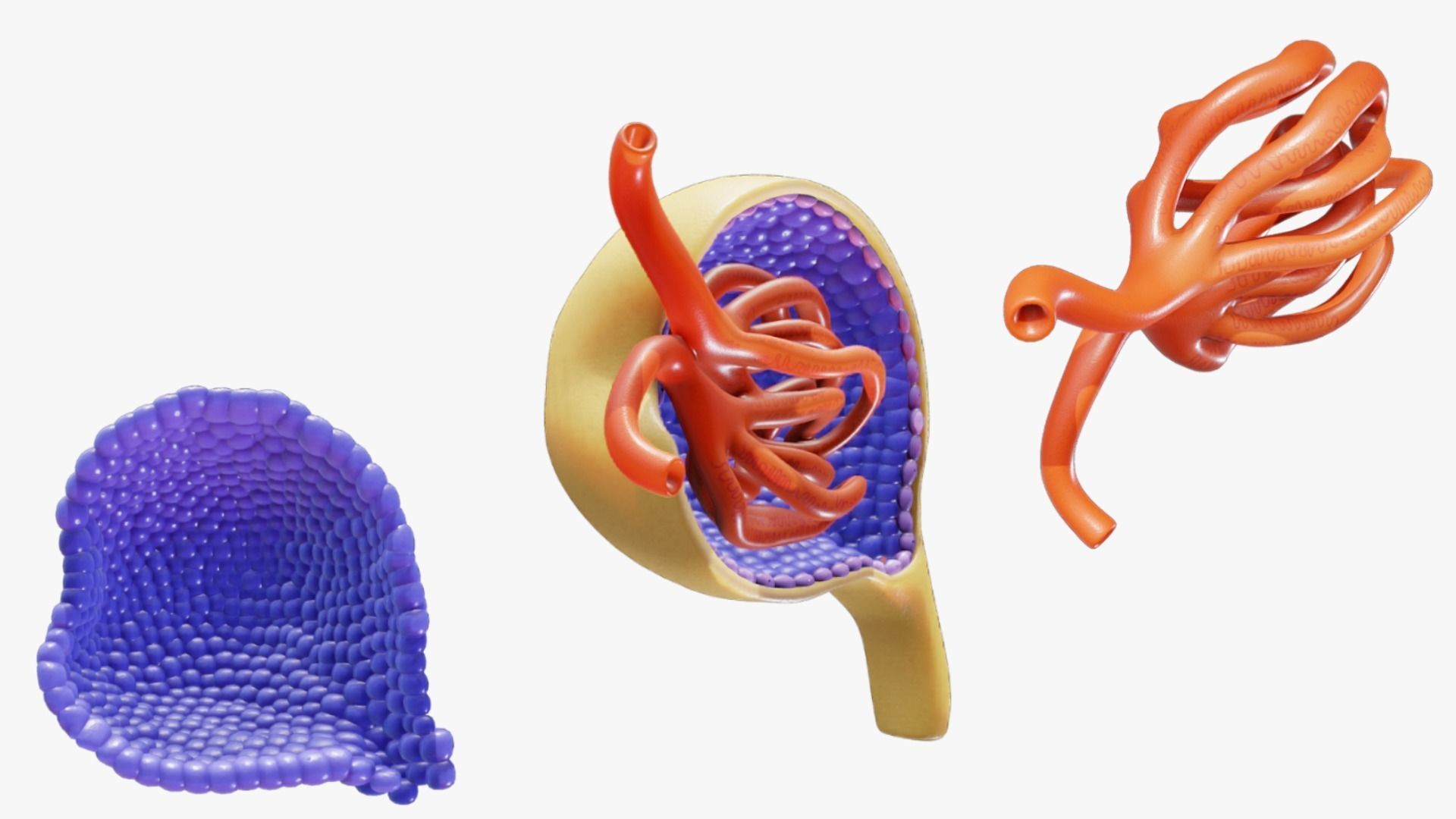 Glomerulus Anatomy 3D model_3