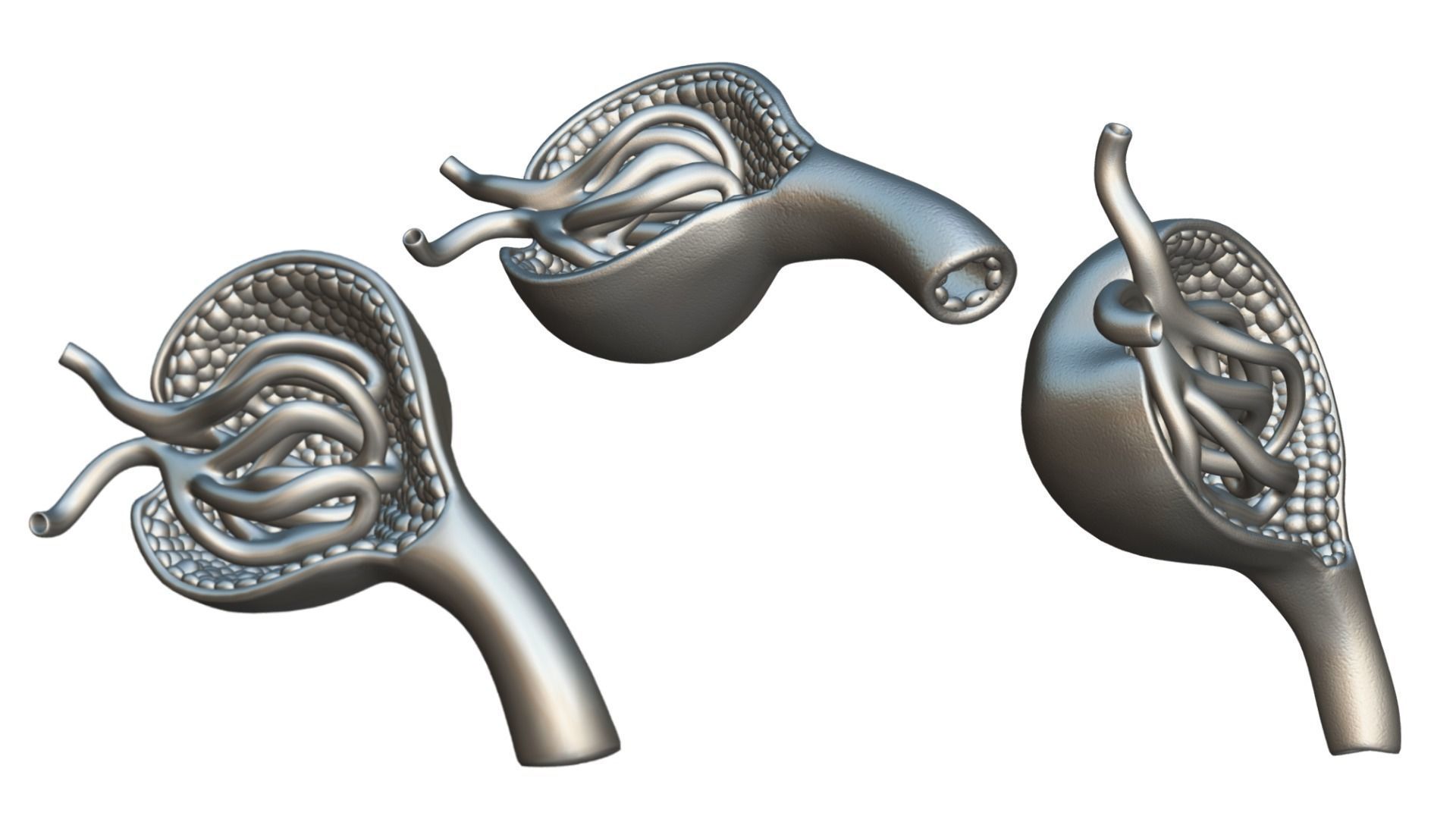 Glomerulus Anatomy 3D model_5