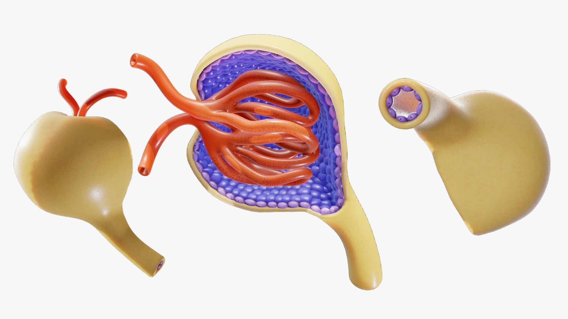 Glomerulus Anatomy 3D model_1