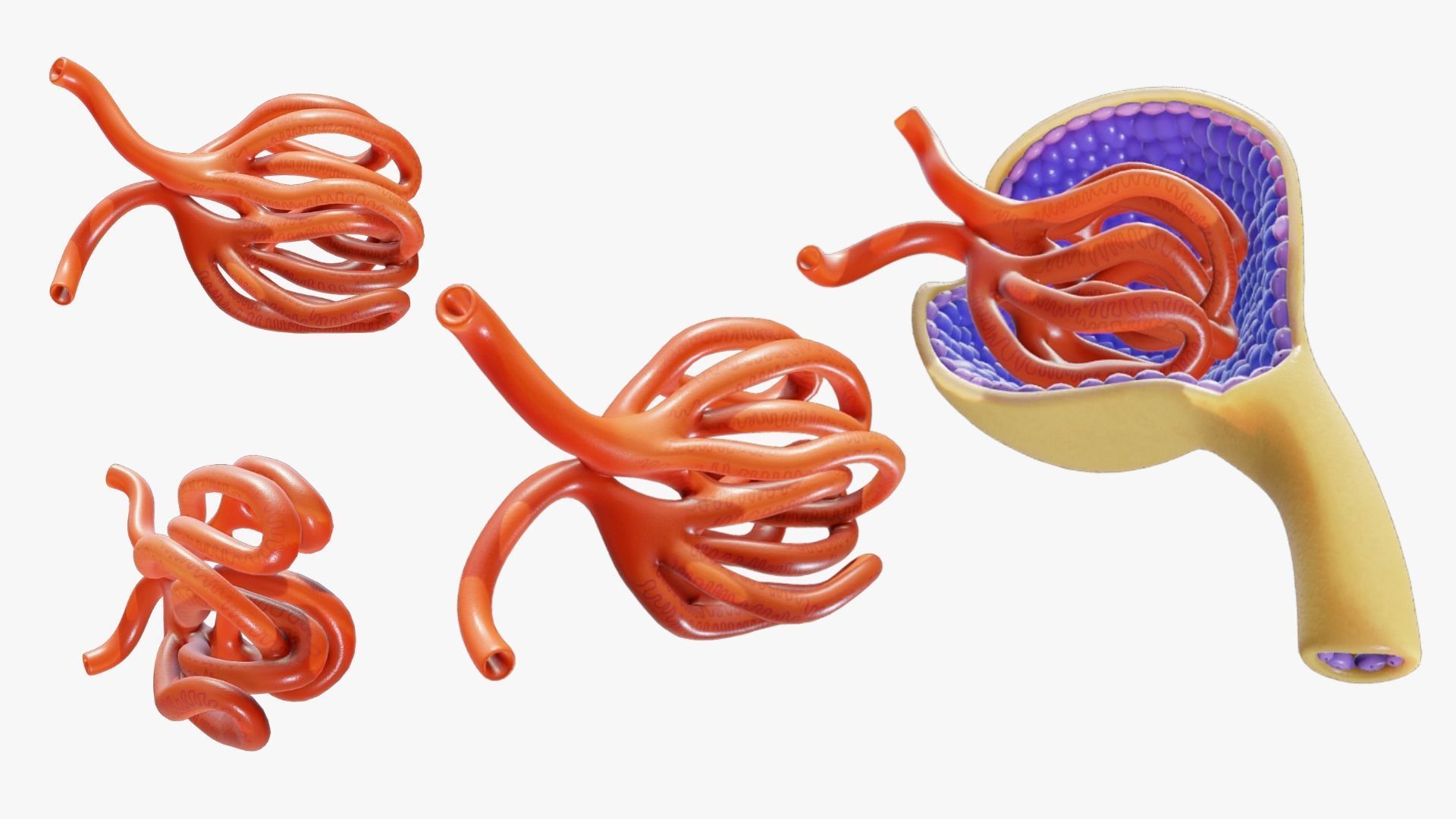 Glomerulus Anatomy 3D model_2