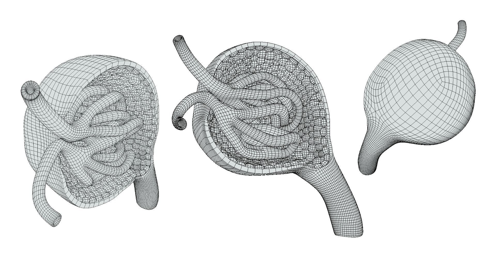 Glomerulus Anatomy 3D model_8