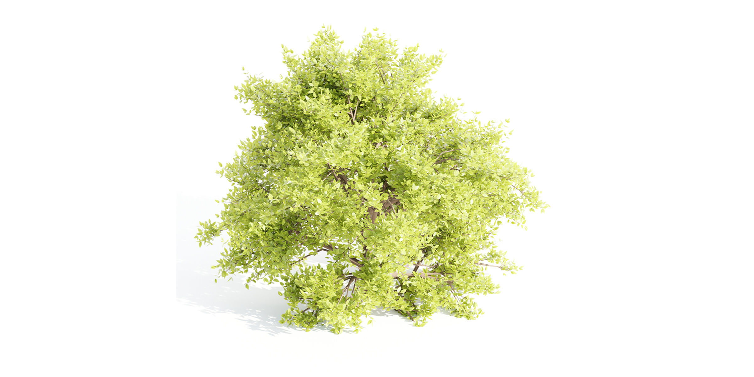 Outdoor Bushes Collection vol 89-Blender 3D model_5