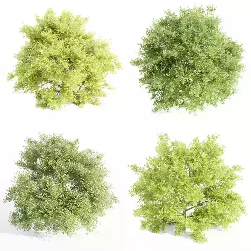 Outdoor Bushes Collection vol 89-Blender 3D model
