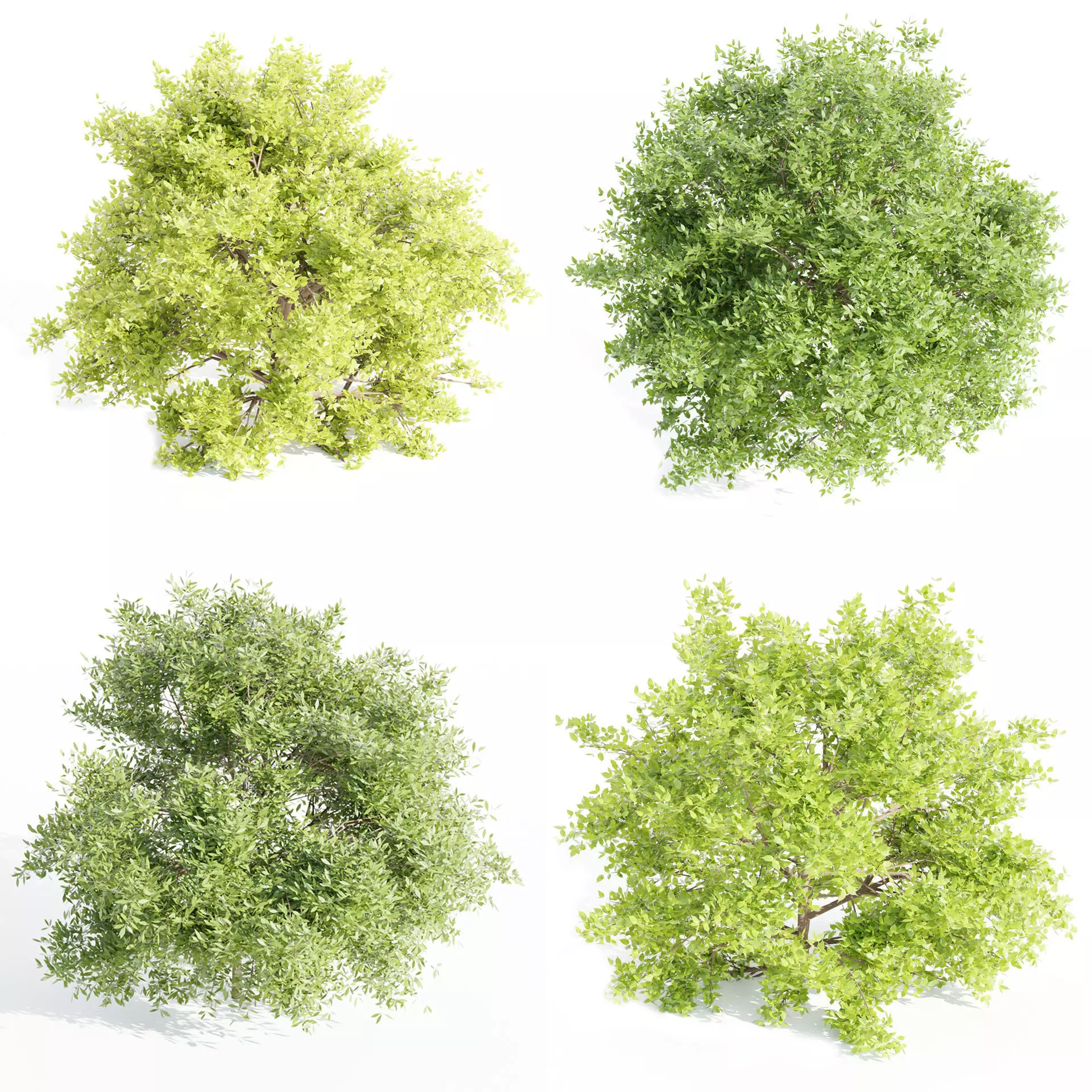 Outdoor Bushes Collection vol 89-Blender 3D model_0
