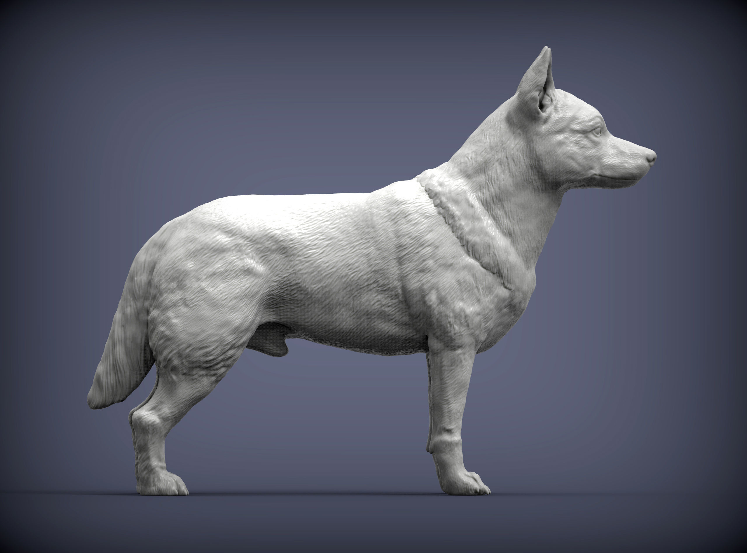 Australian Cattle Dog 3D print model_5