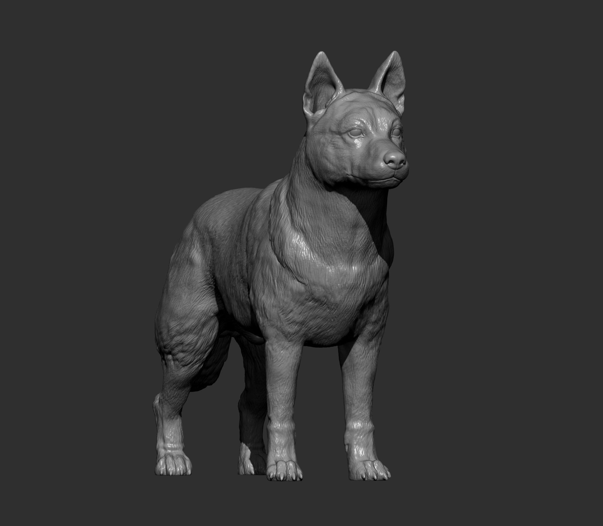 Australian Cattle Dog 3D print model_11