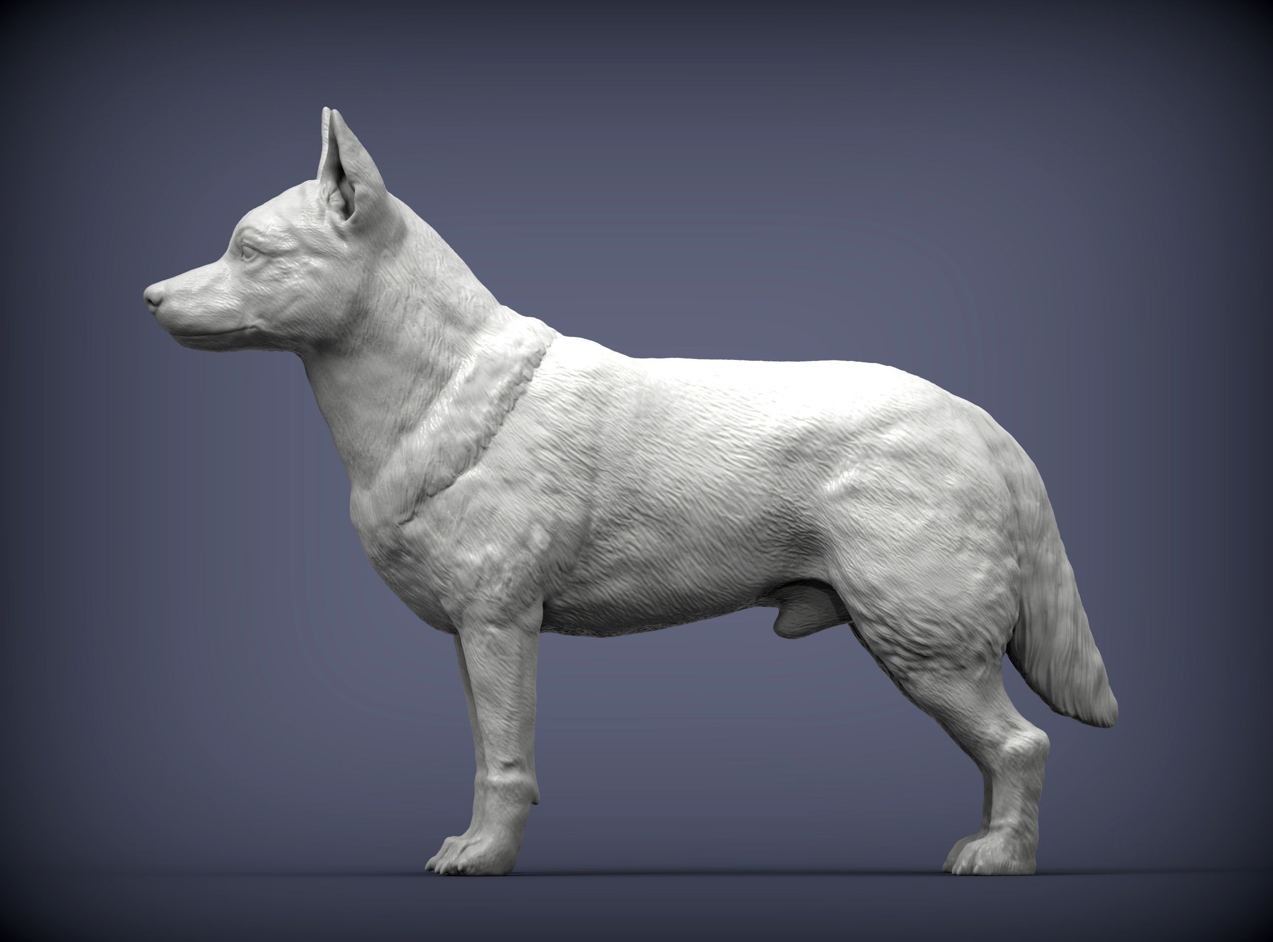 Australian Cattle Dog 3D print model_2