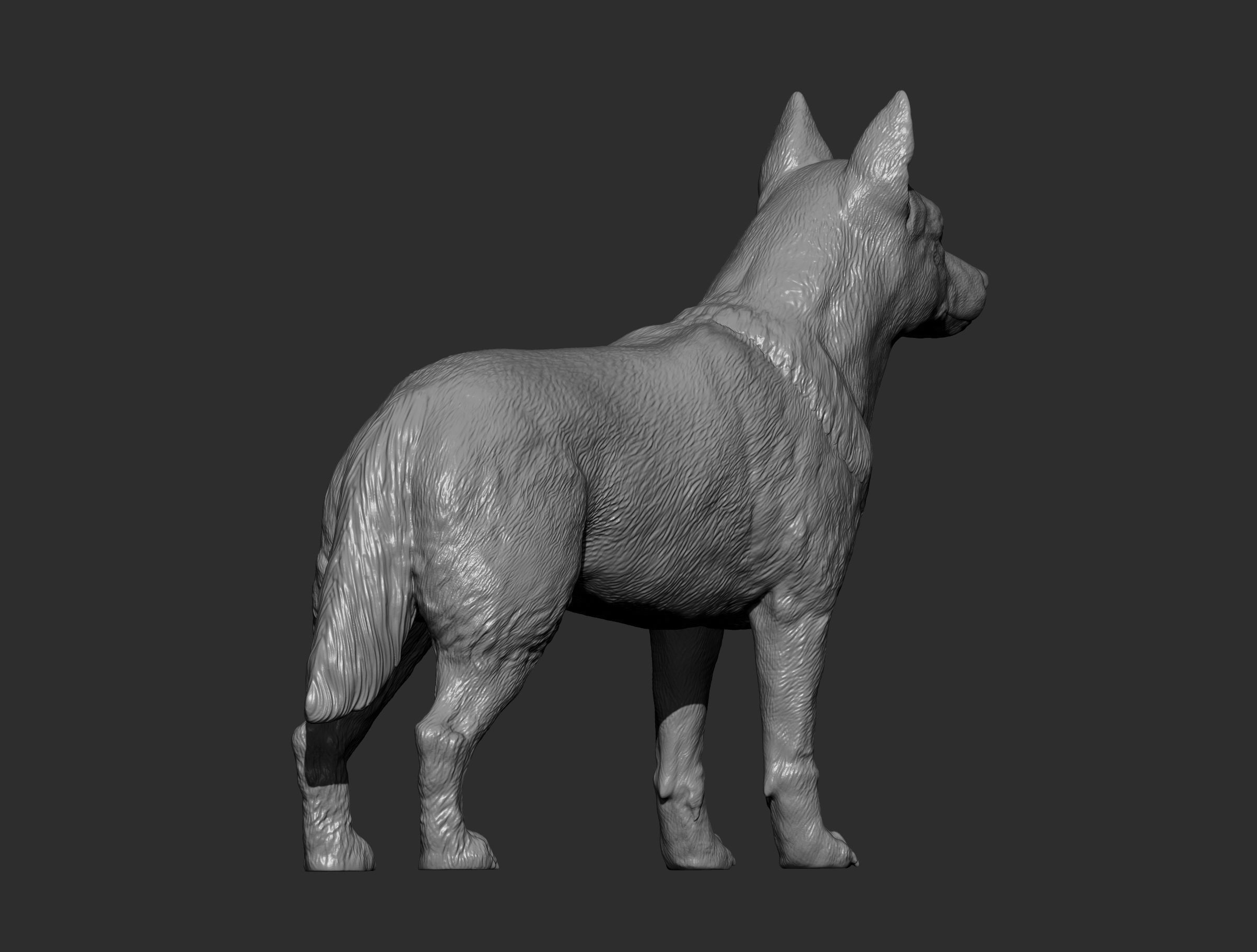 Australian Cattle Dog 3D print model_7