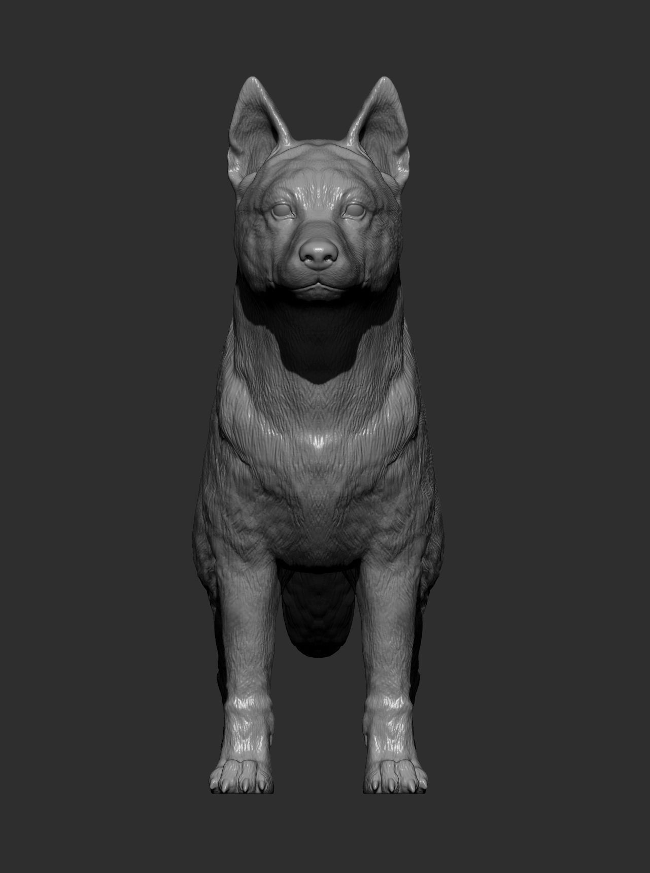 Australian Cattle Dog 3D print model_10