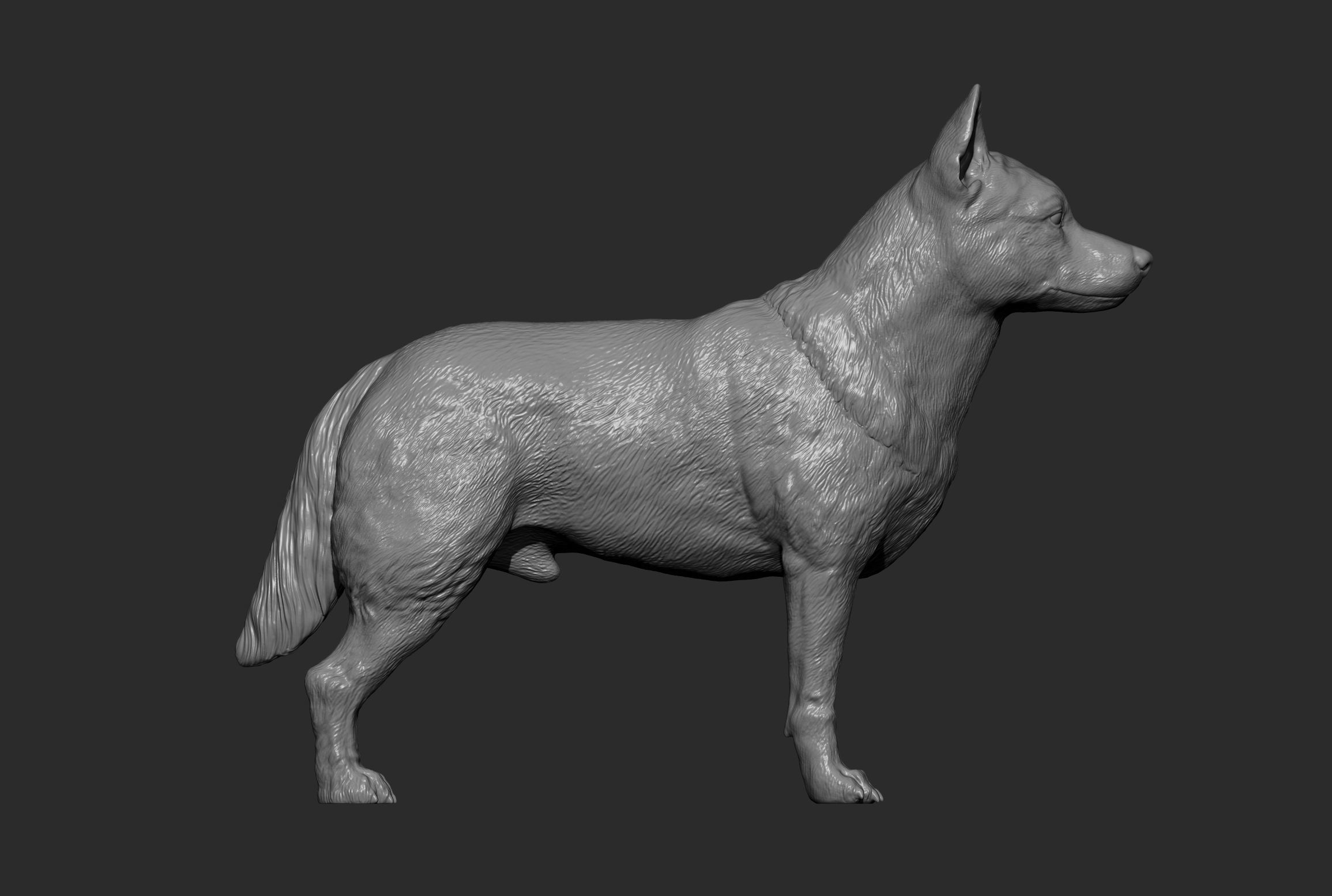 Australian Cattle Dog 3D print model_9