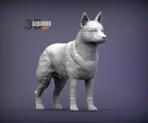 Australian Cattle Dog