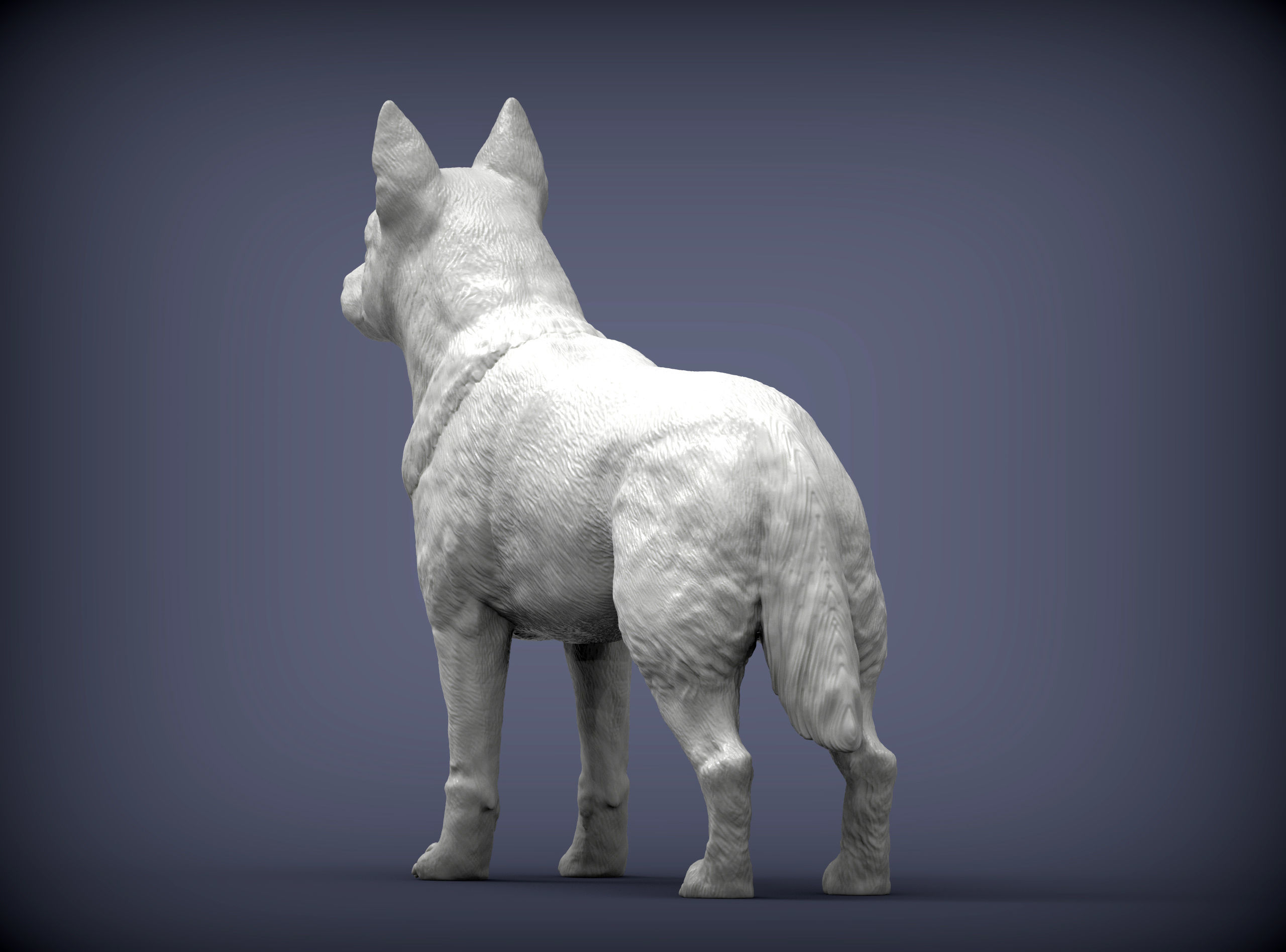 Australian Cattle Dog 3D print model_4