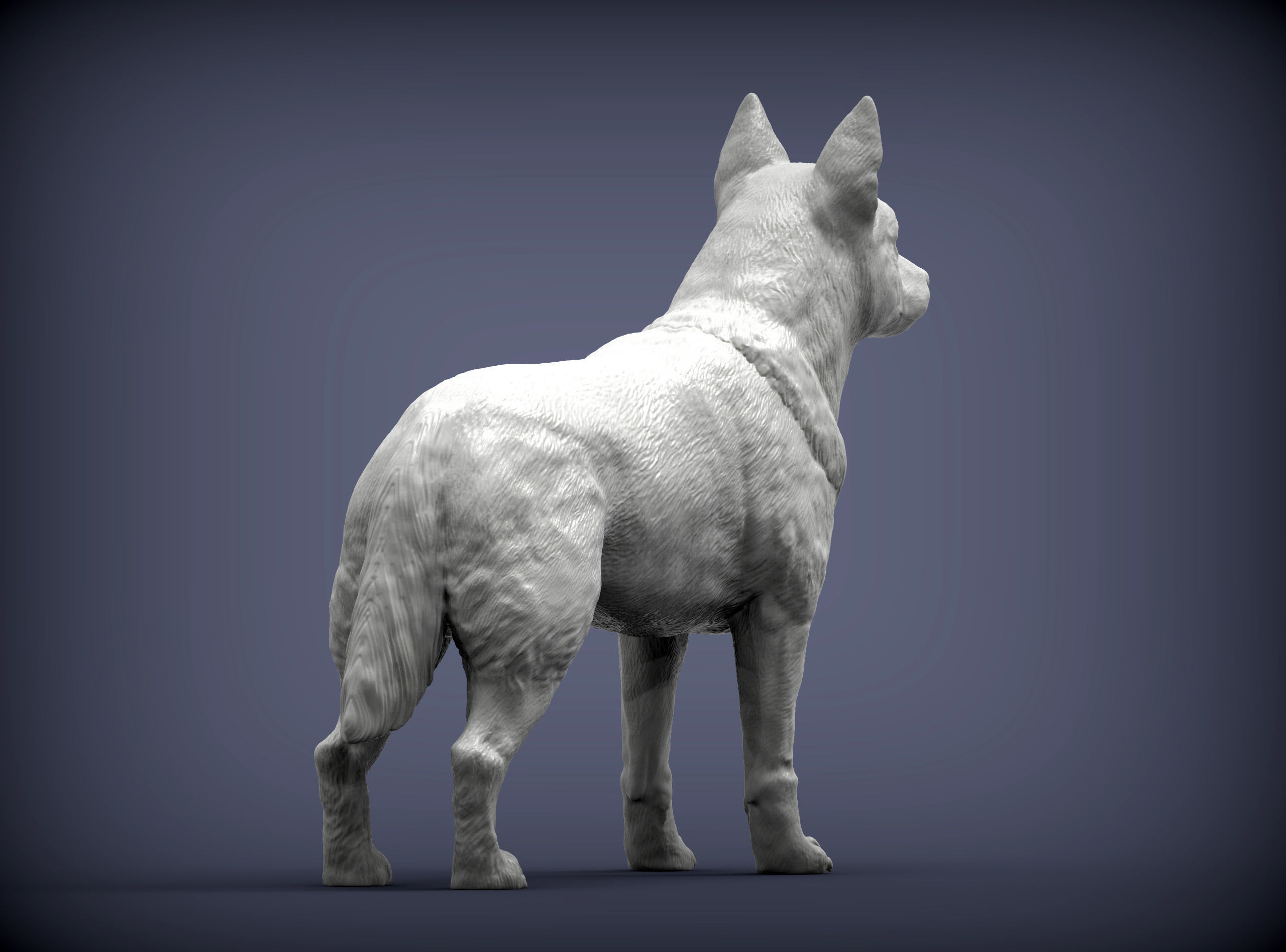 Australian Cattle Dog 3D print model_6
