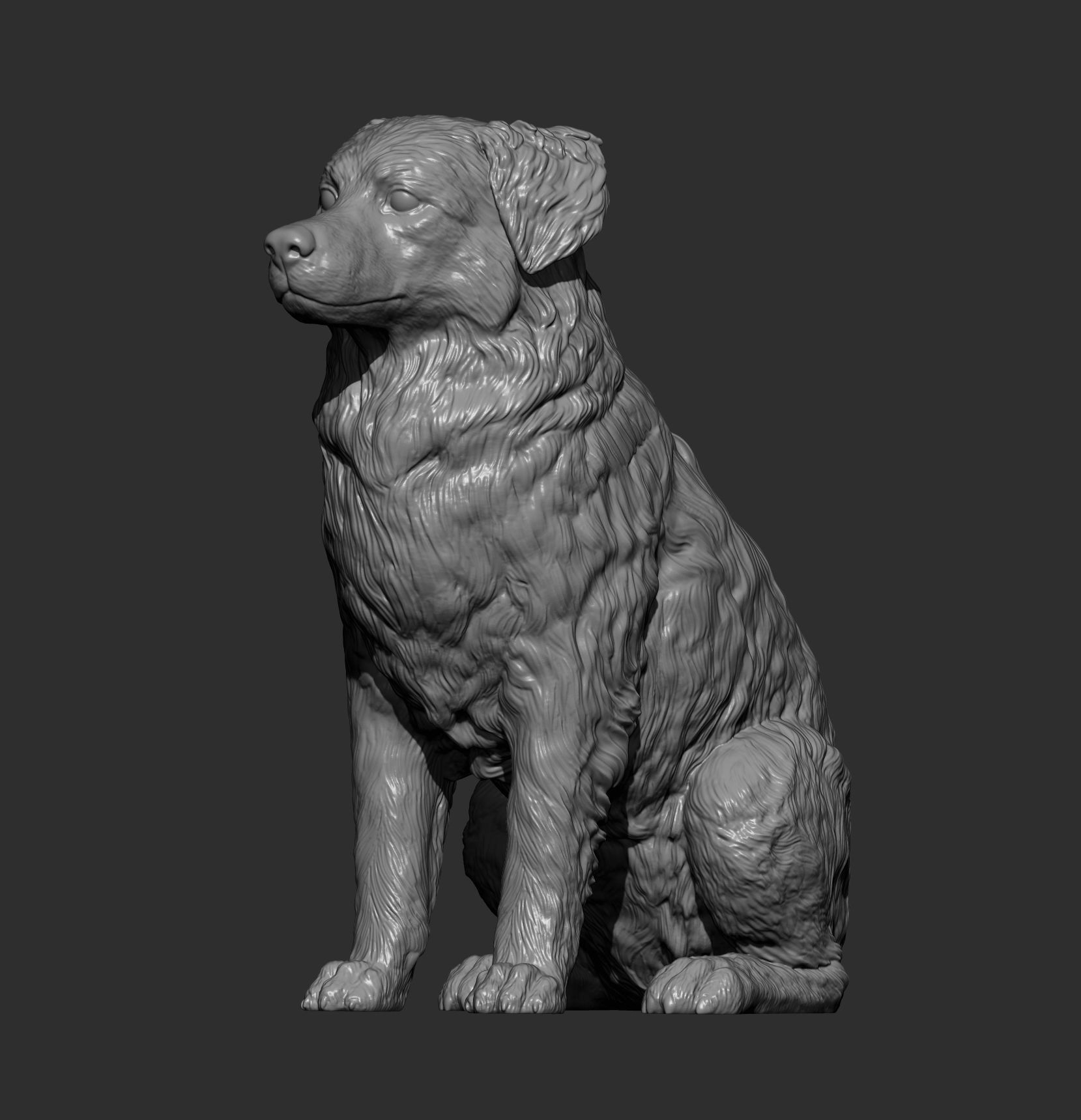 Australian shepherd sitting 3D print model_13