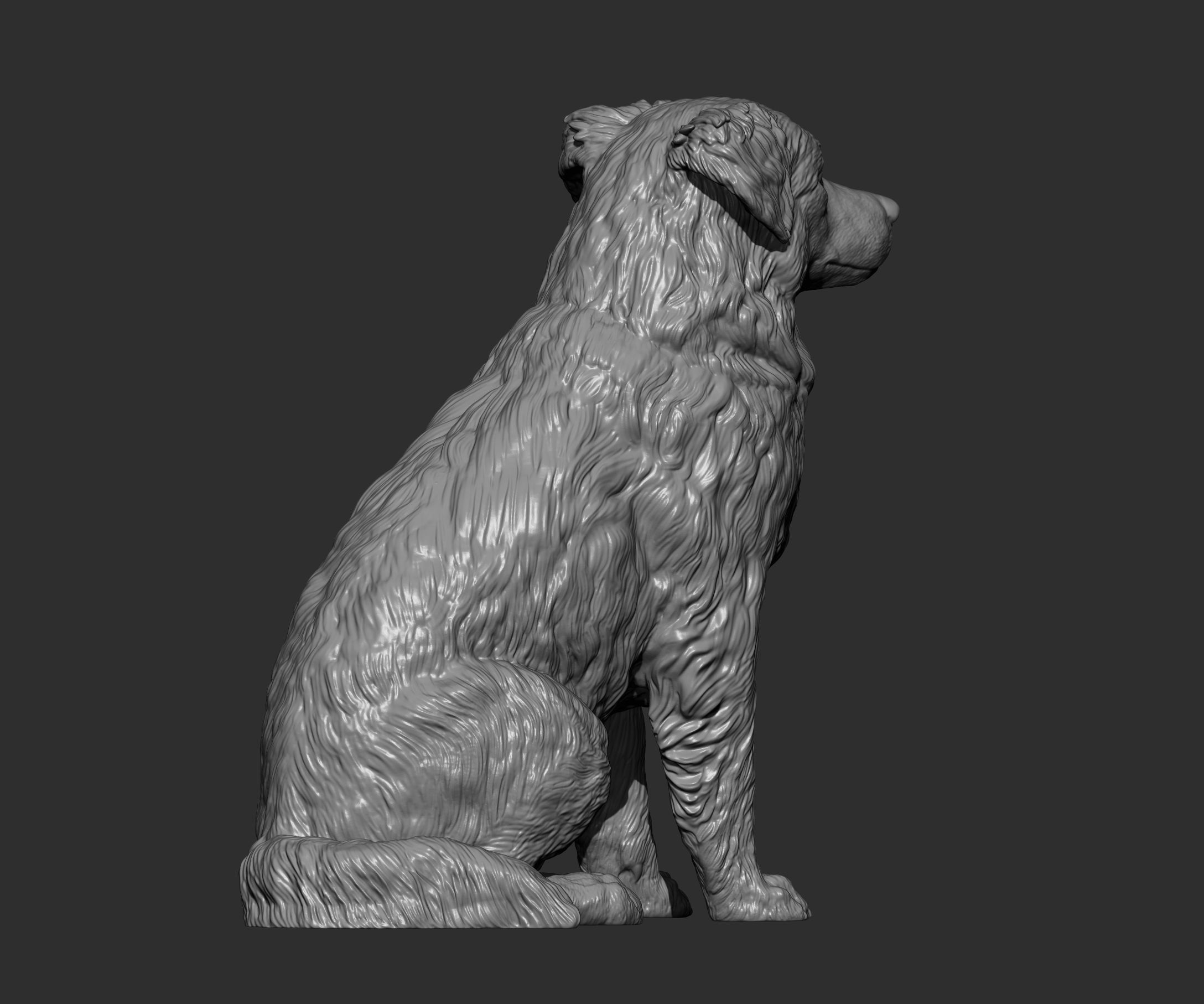 Australian shepherd sitting 3D print model_8