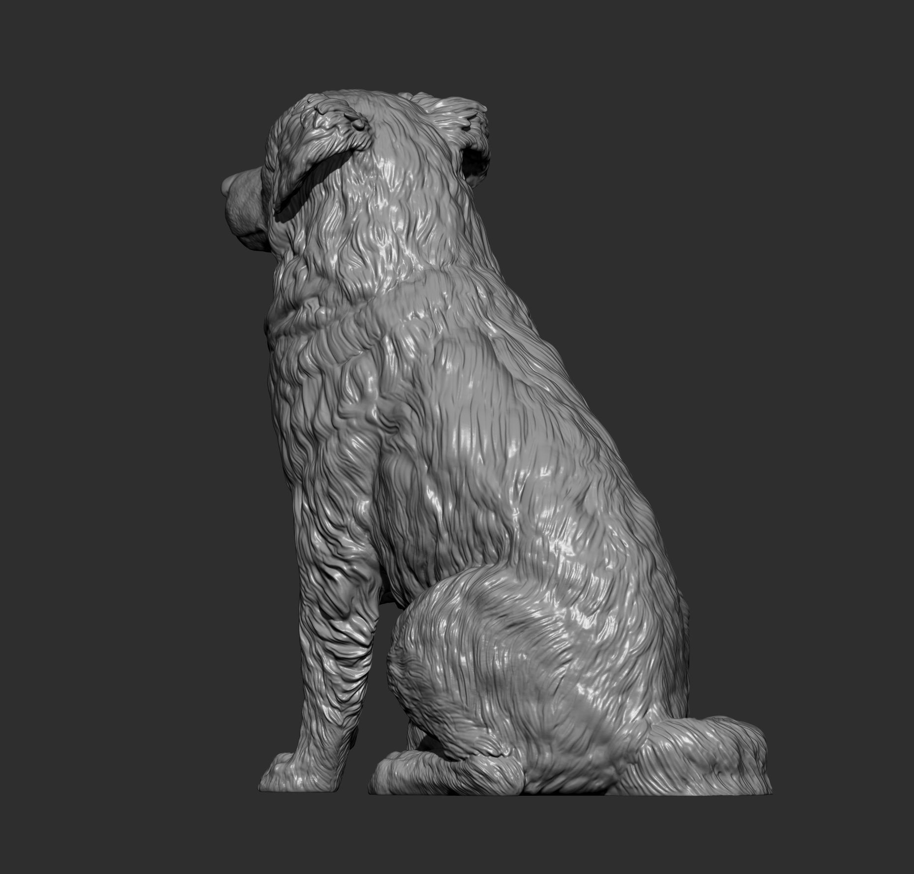 Australian shepherd sitting 3D print model_9