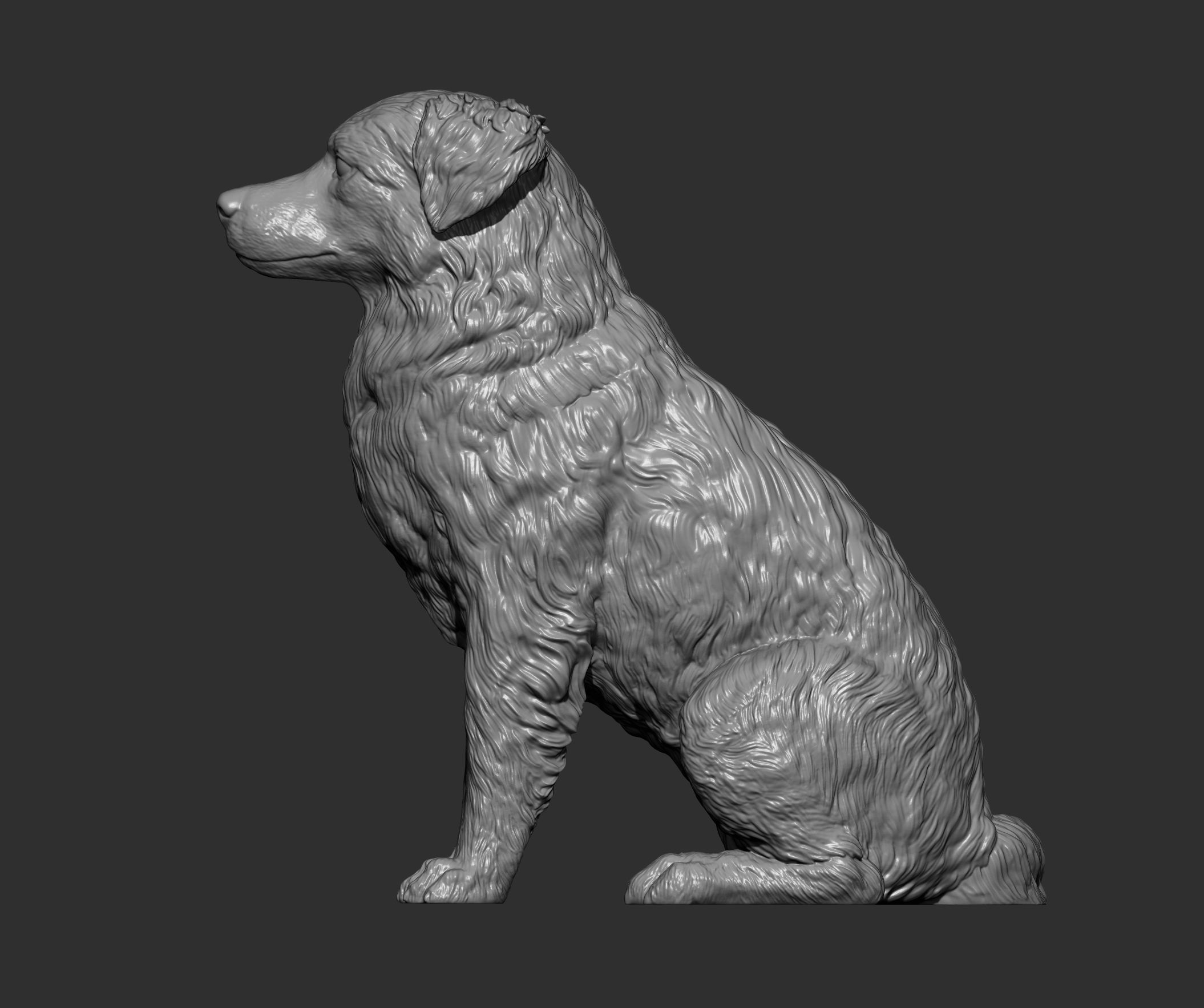 Australian shepherd sitting 3D print model_10