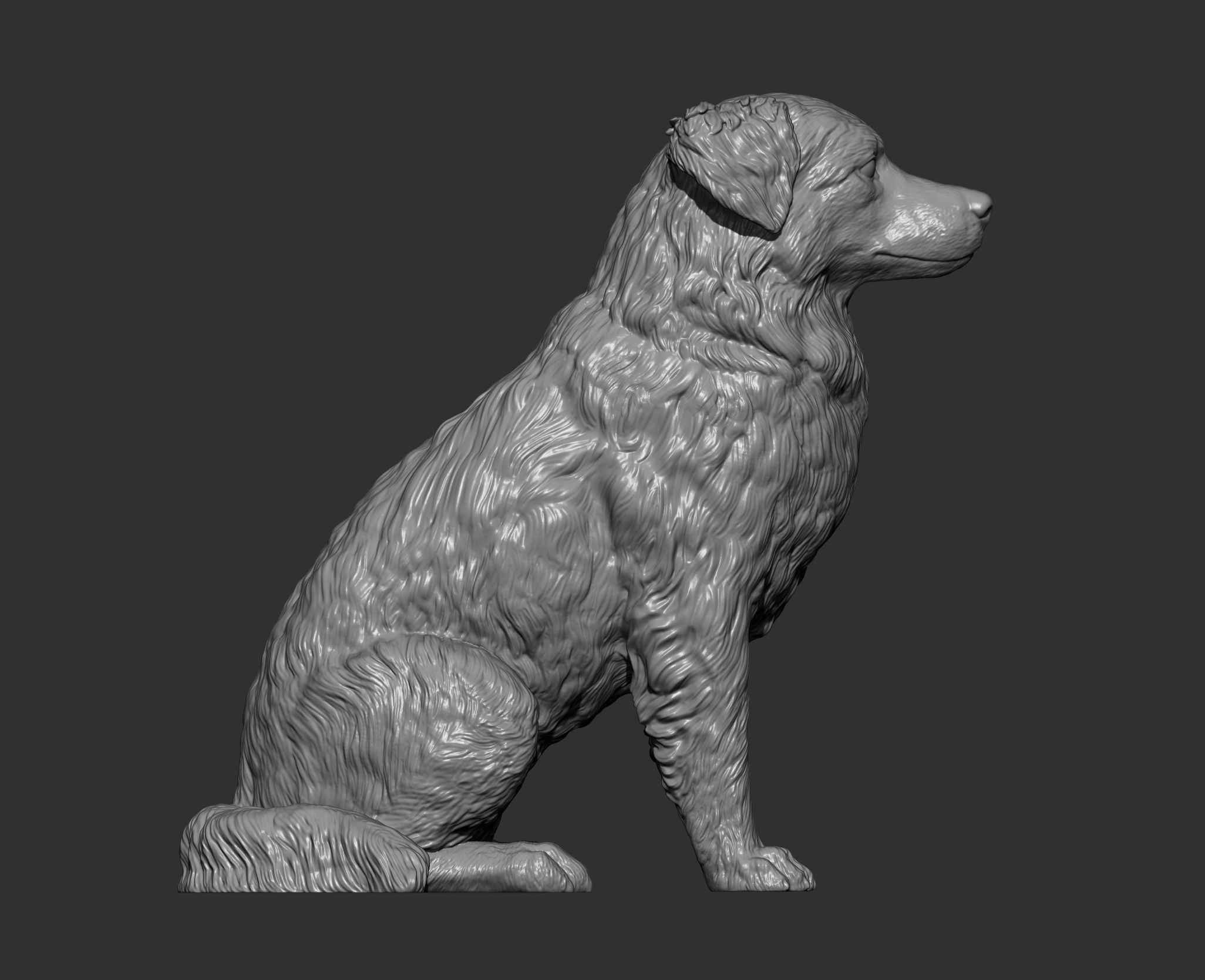 Australian shepherd sitting 3D print model_12