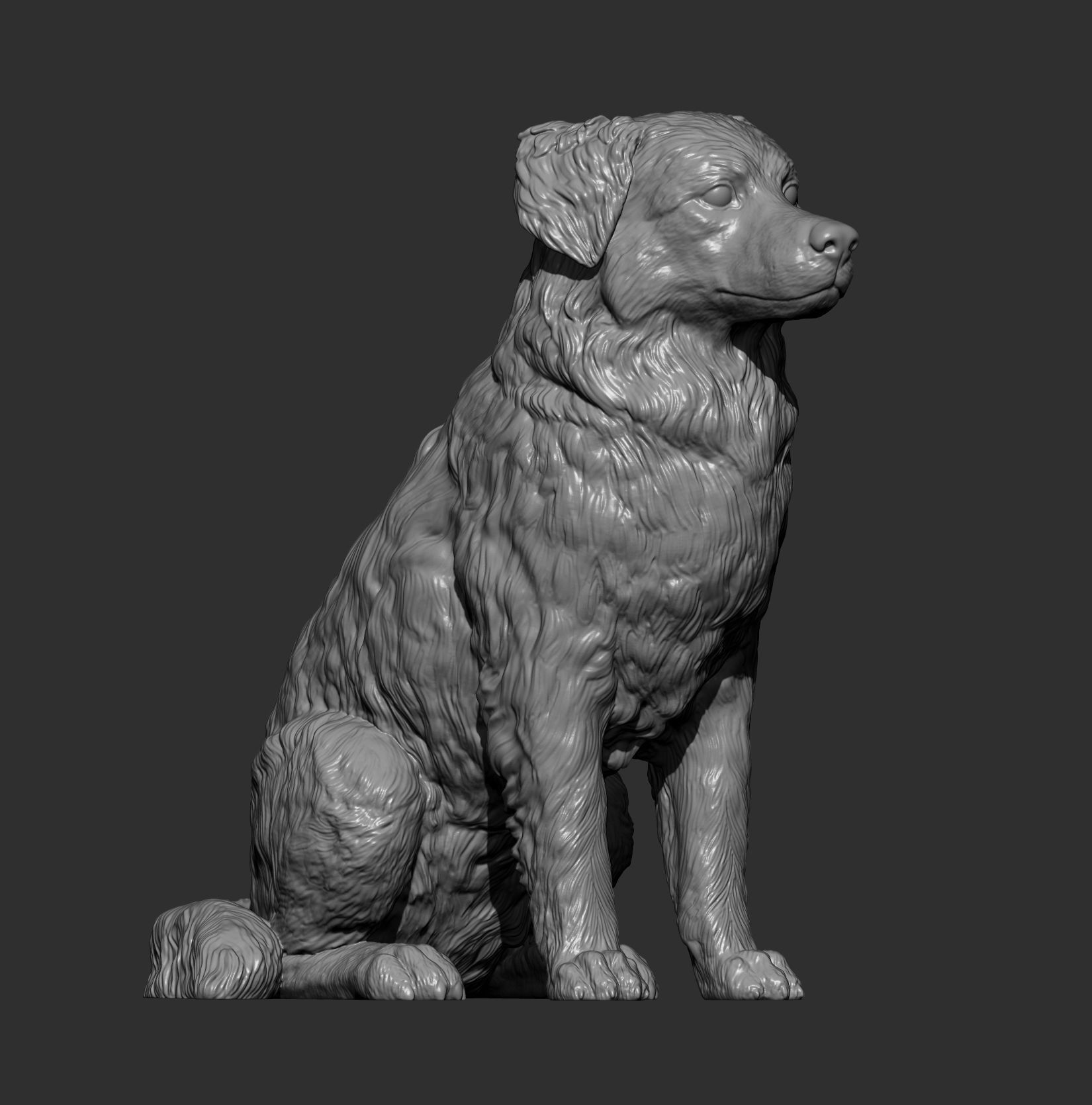 Australian shepherd sitting 3D print model_7
