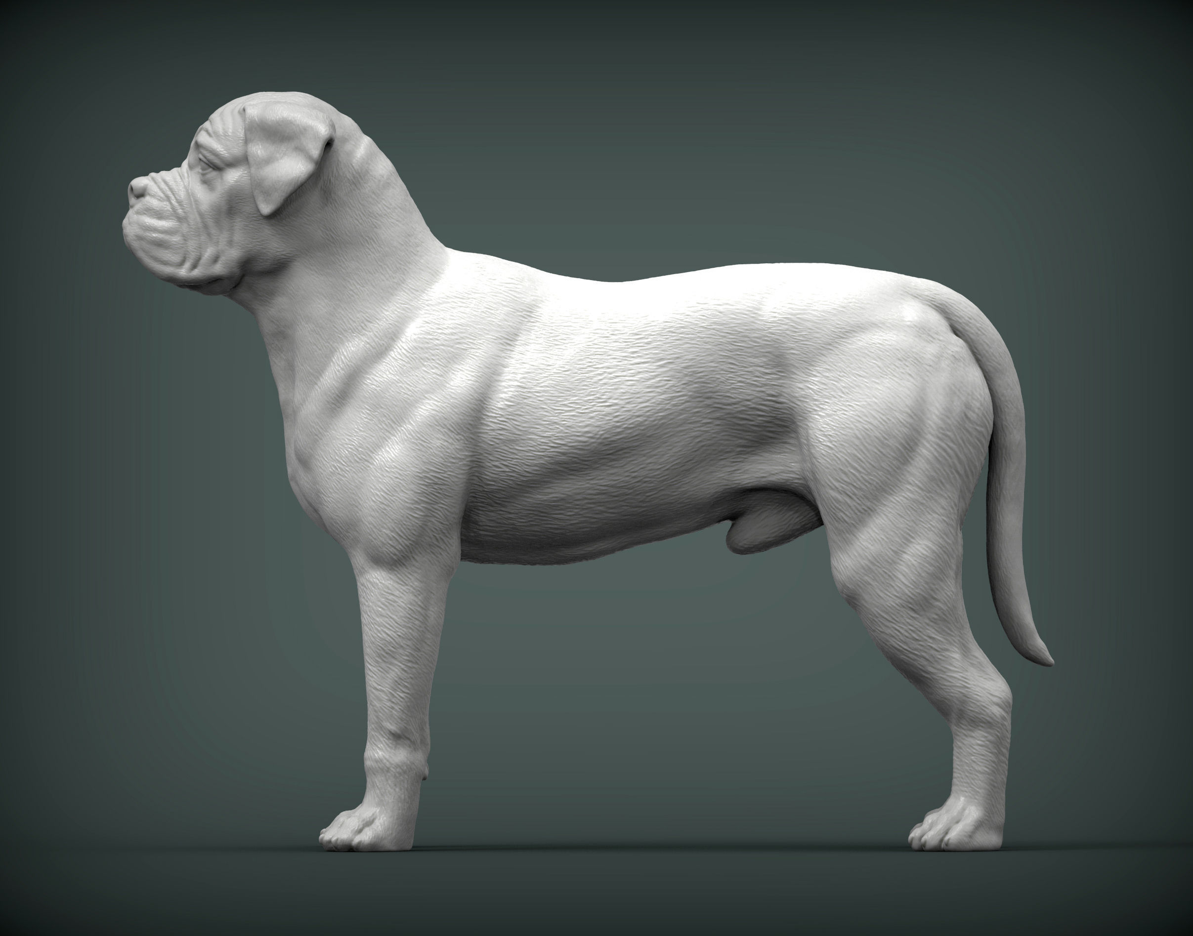 Bullmastiff 3D print model_4