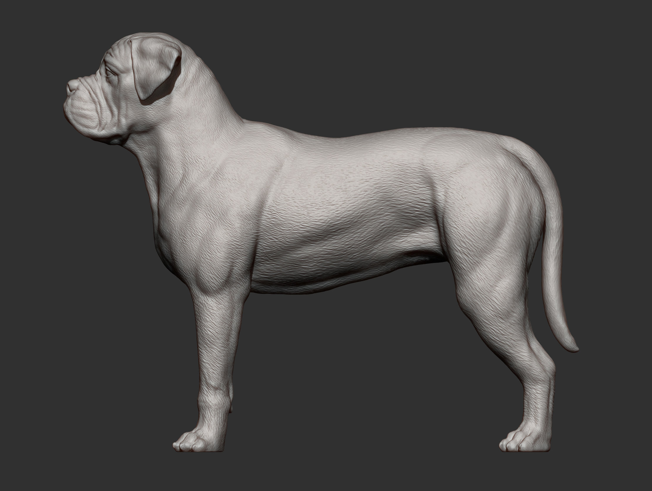 Bullmastiff 3D print model_7