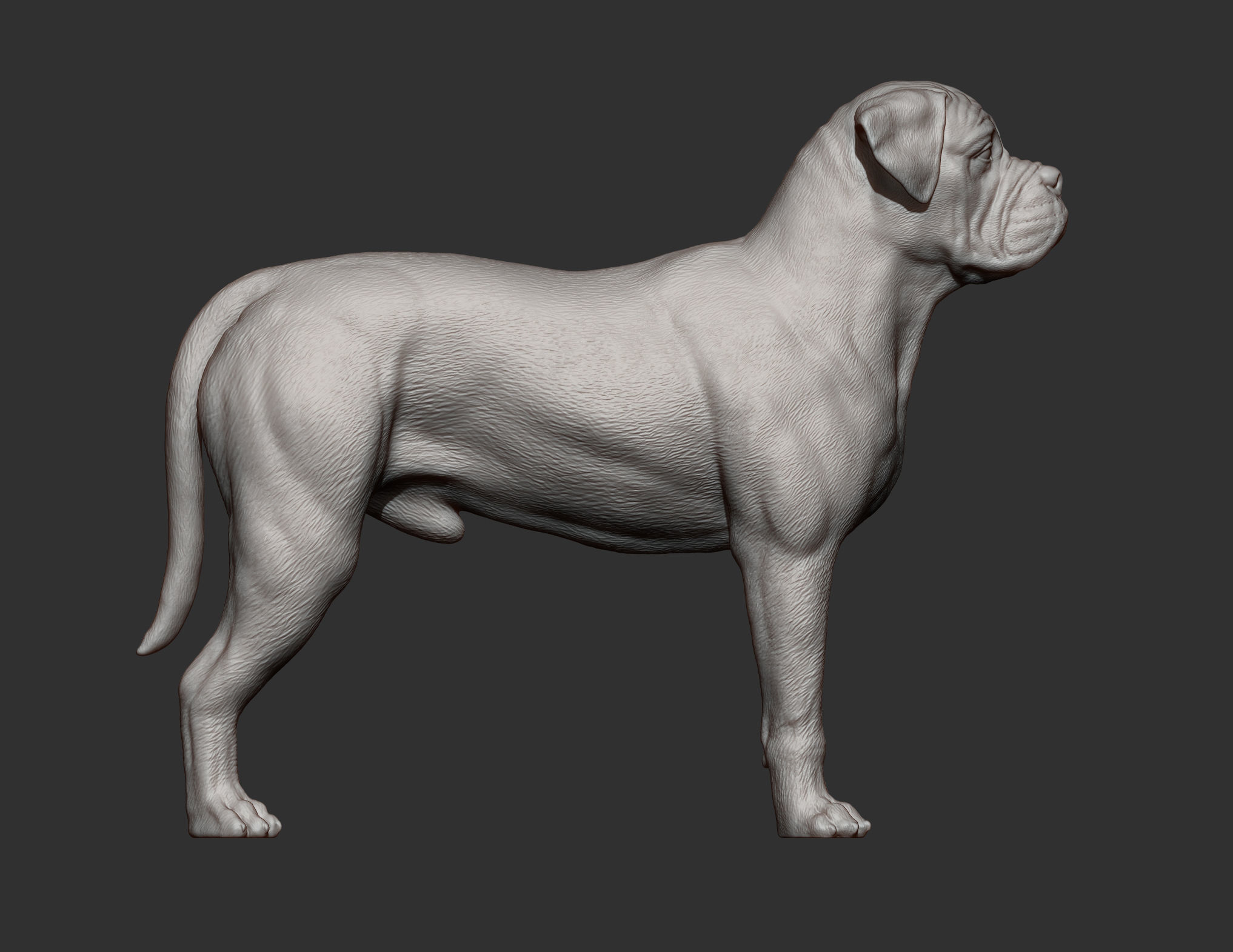 Bullmastiff 3D print model_9