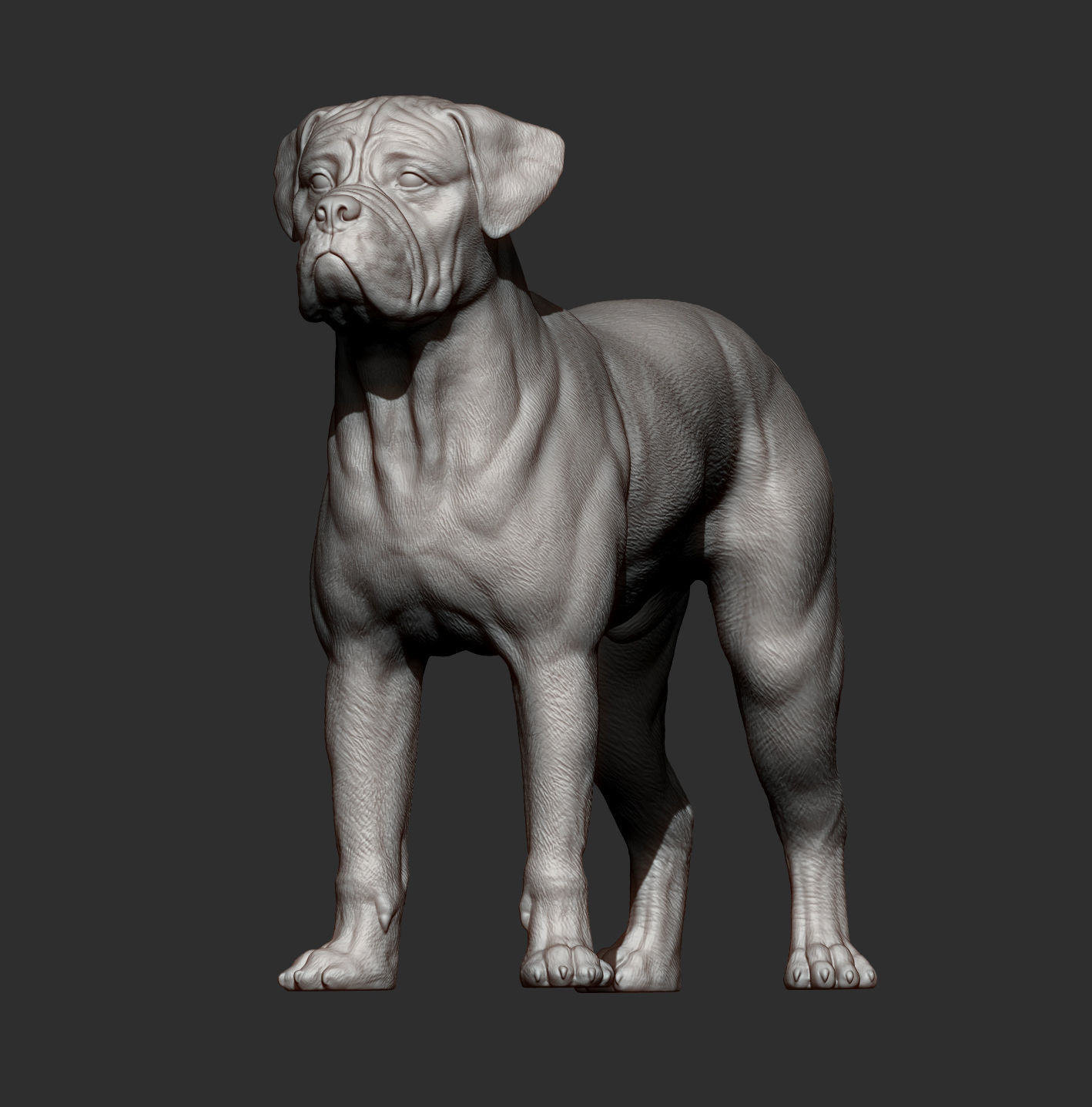 Bullmastiff 3D print model_8