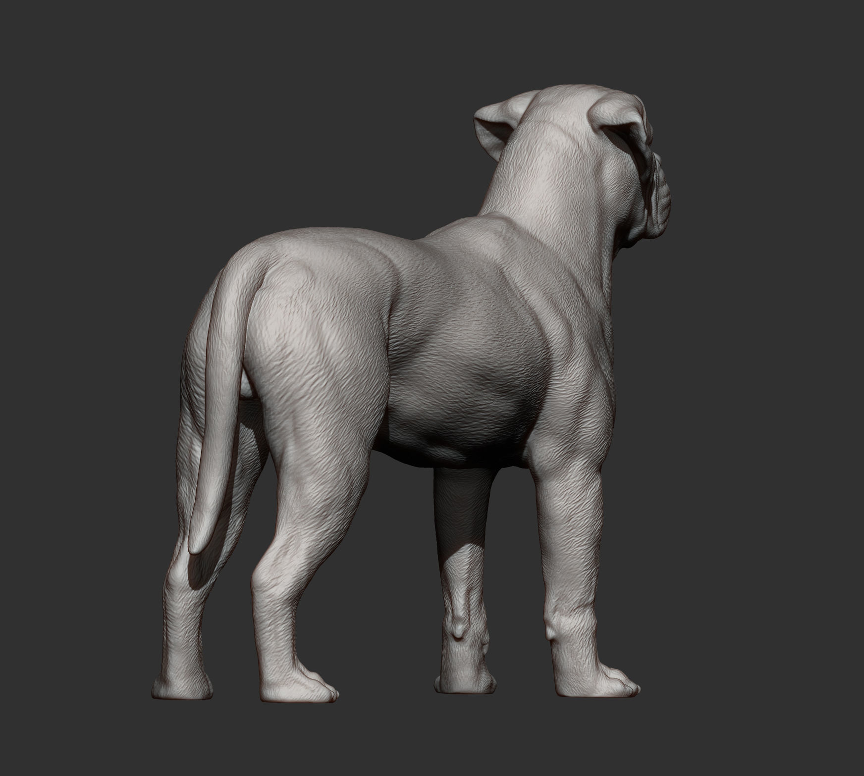 Bullmastiff 3D print model_6