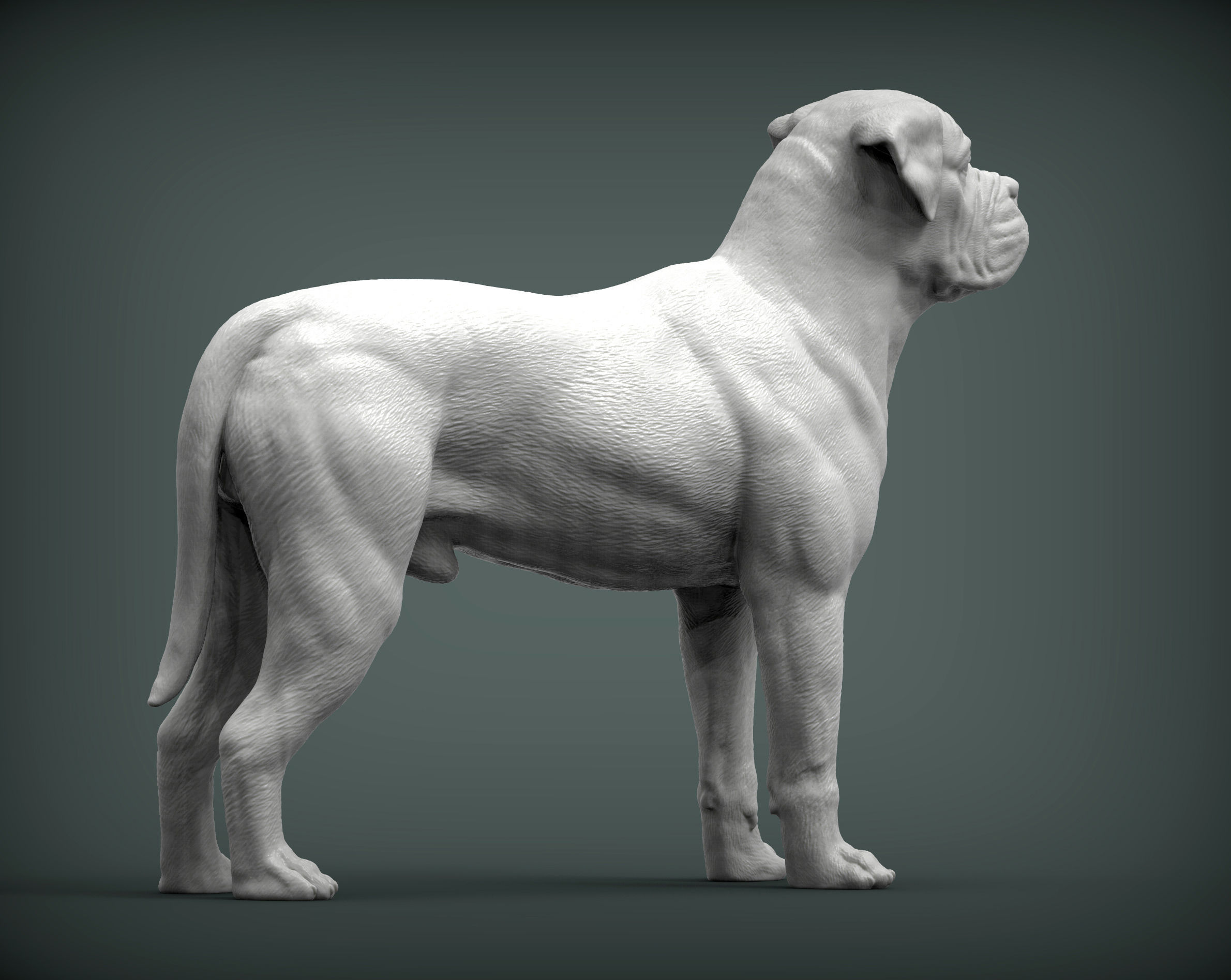Bullmastiff 3D print model_5