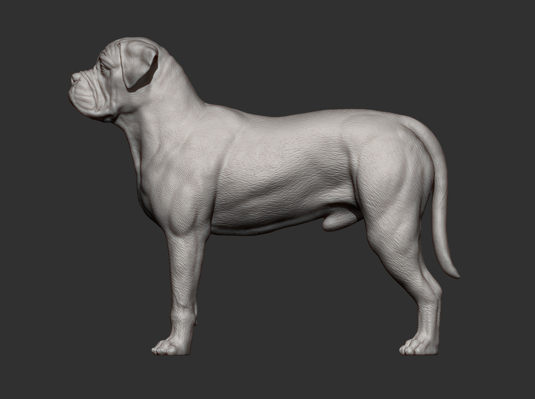 Bullmastiff 3D print model_11