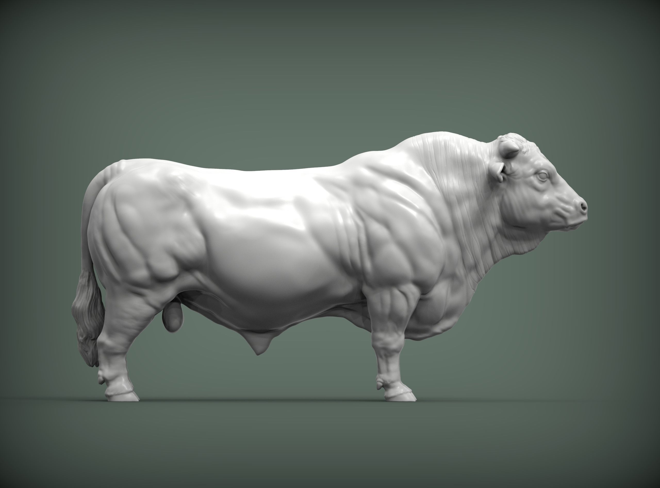 Charolais 3D print model_5