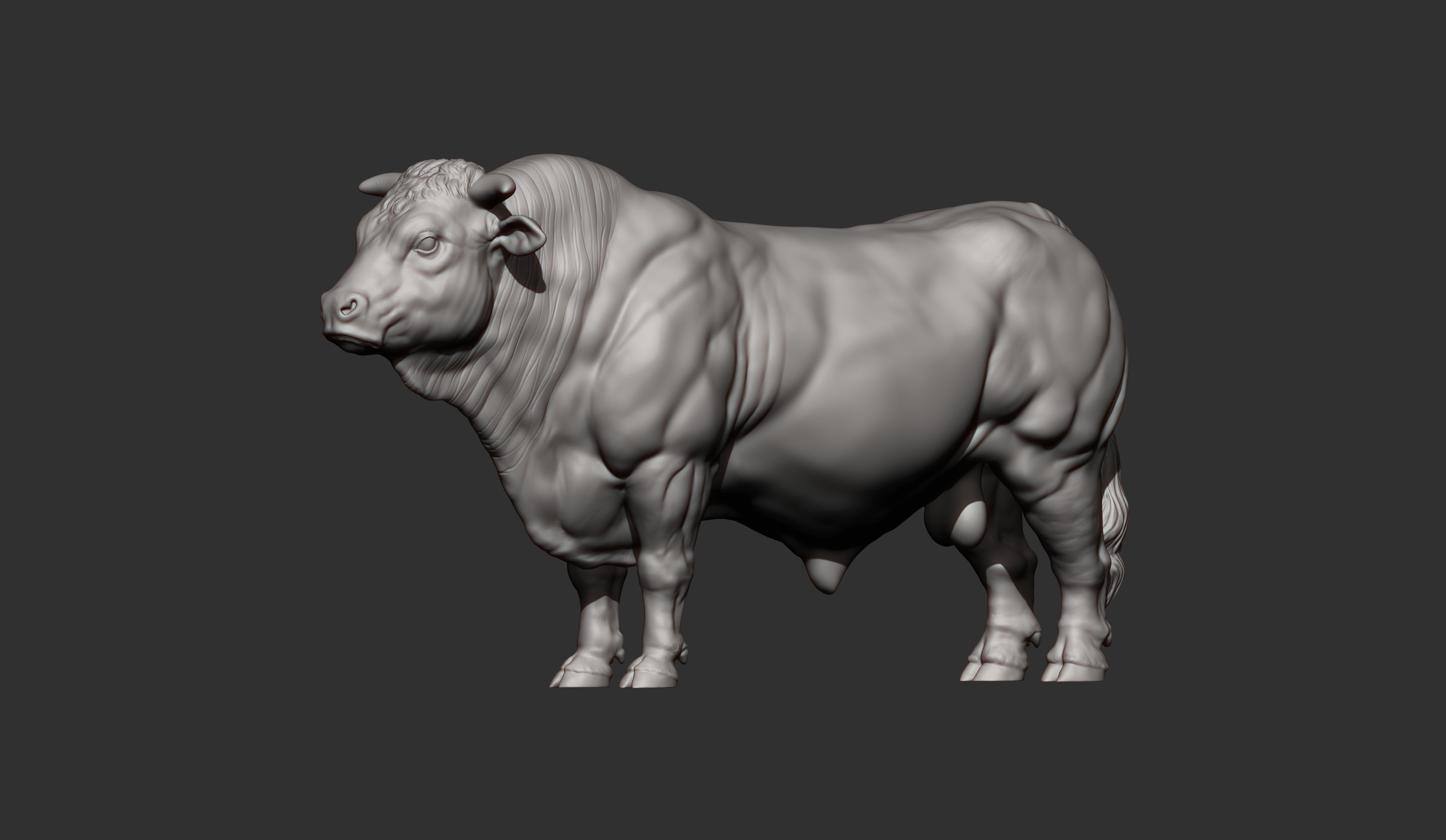 Charolais 3D print model_12