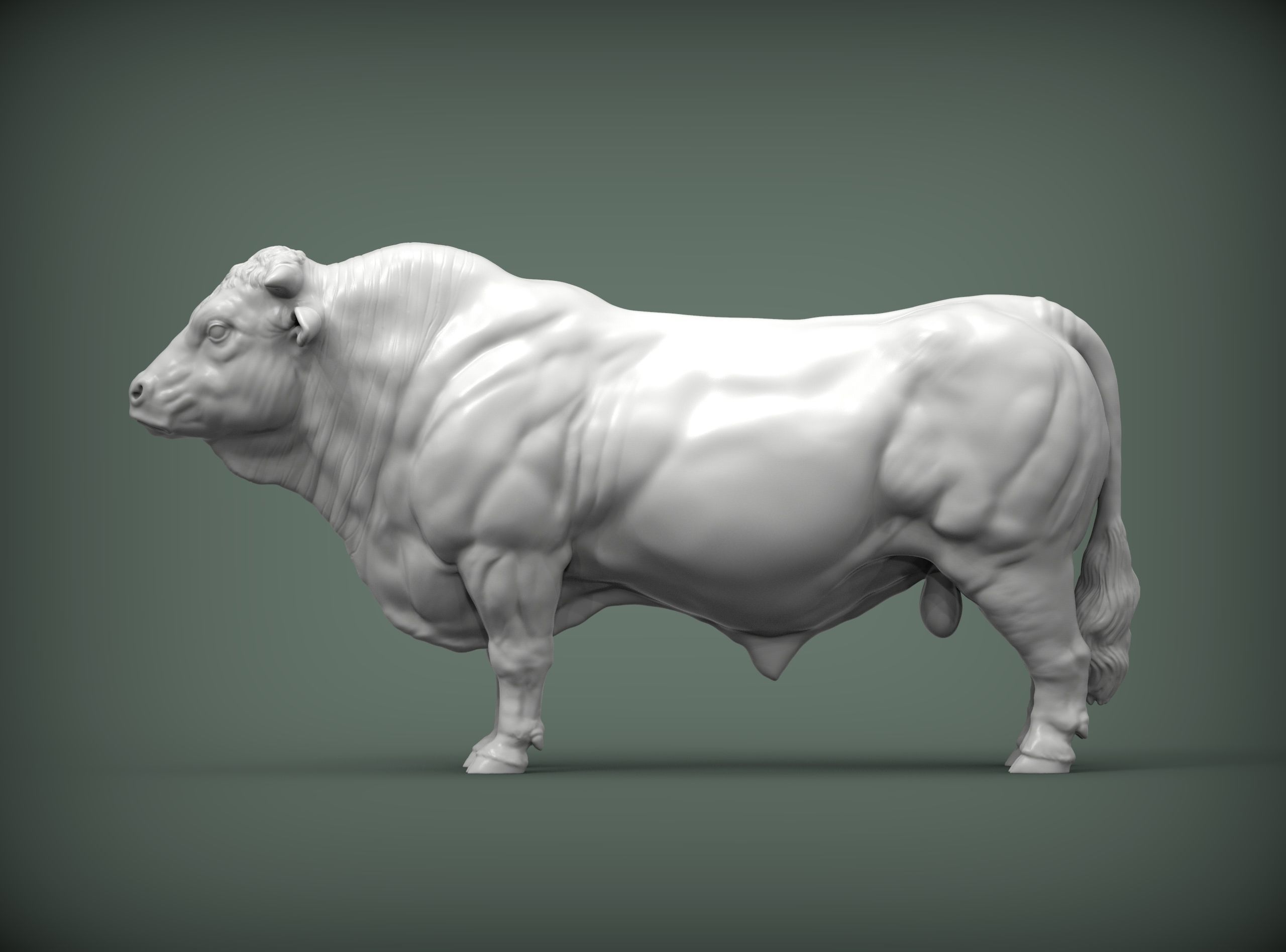 Charolais 3D print model_3