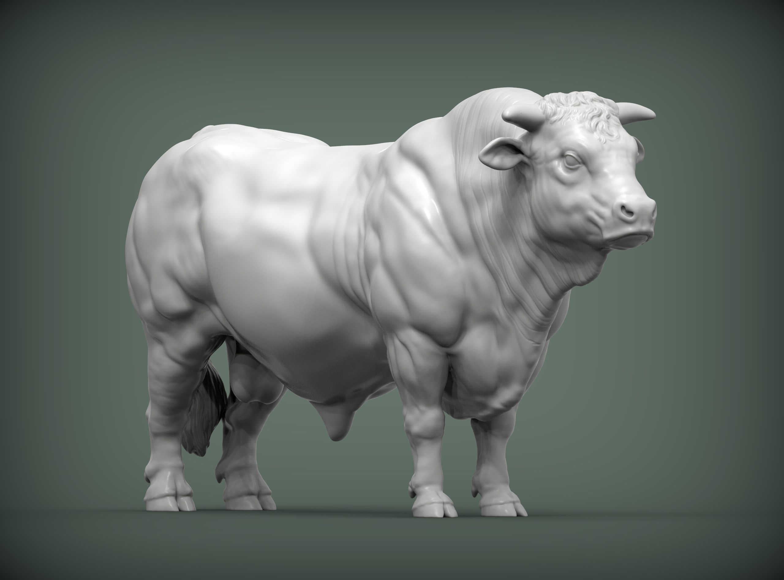 Charolais 3D print model_2