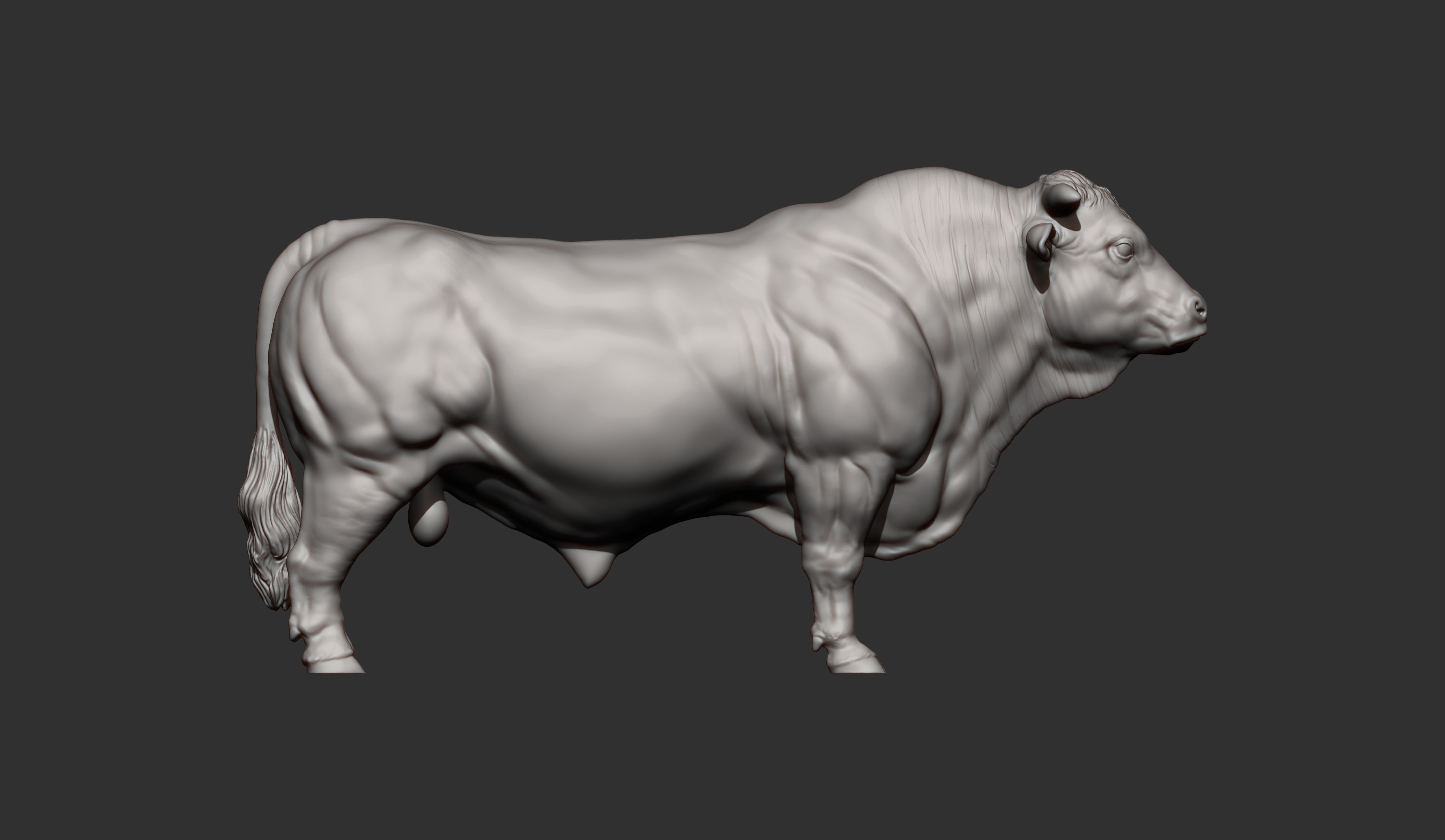 Charolais 3D print model_11