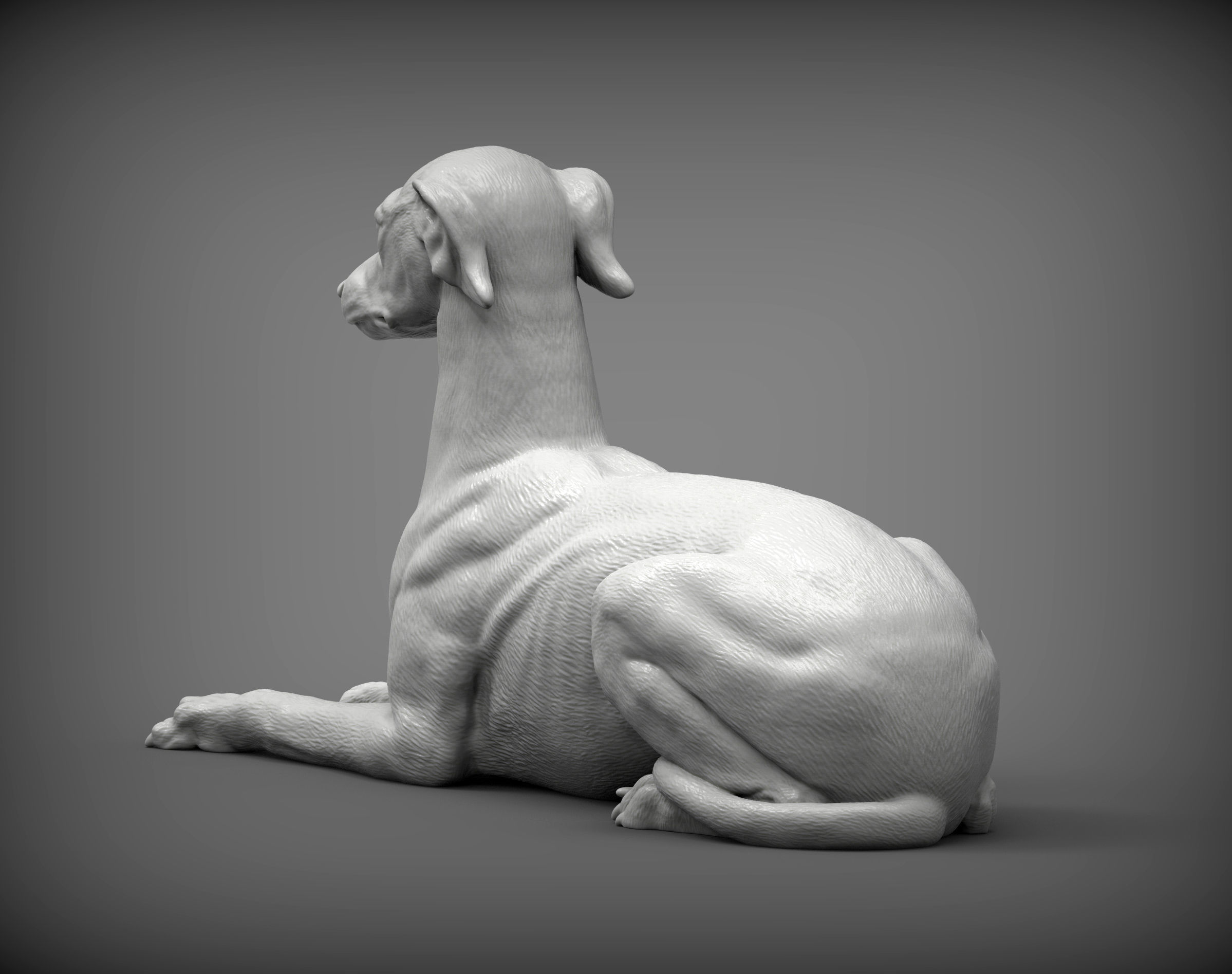 greyhound lies 3D print model_5
