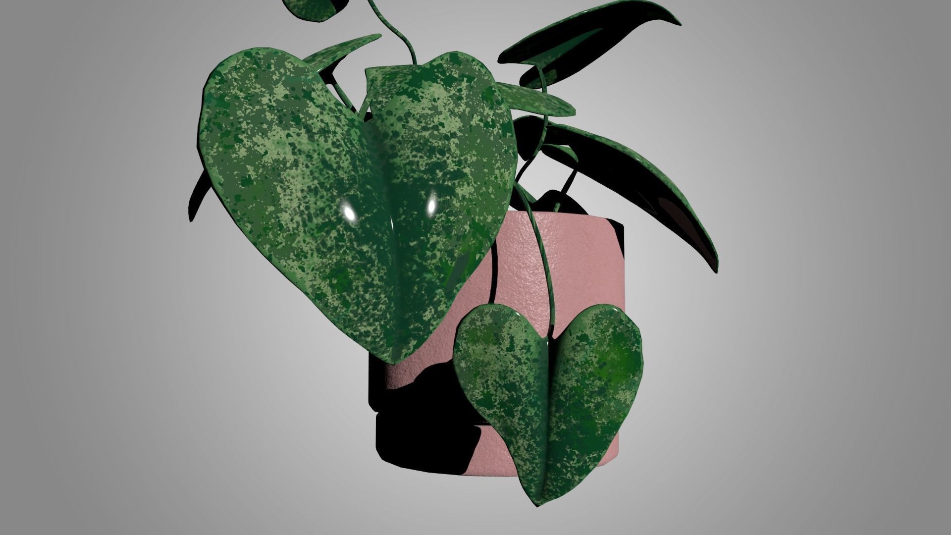 Pothos 3D model_4