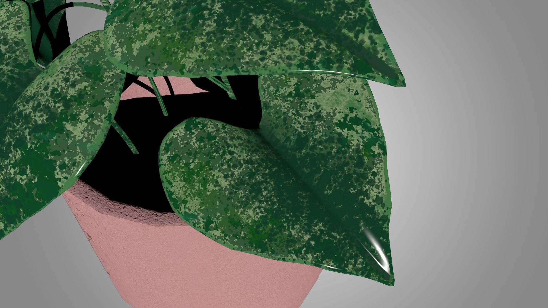 Pothos 3D model_5
